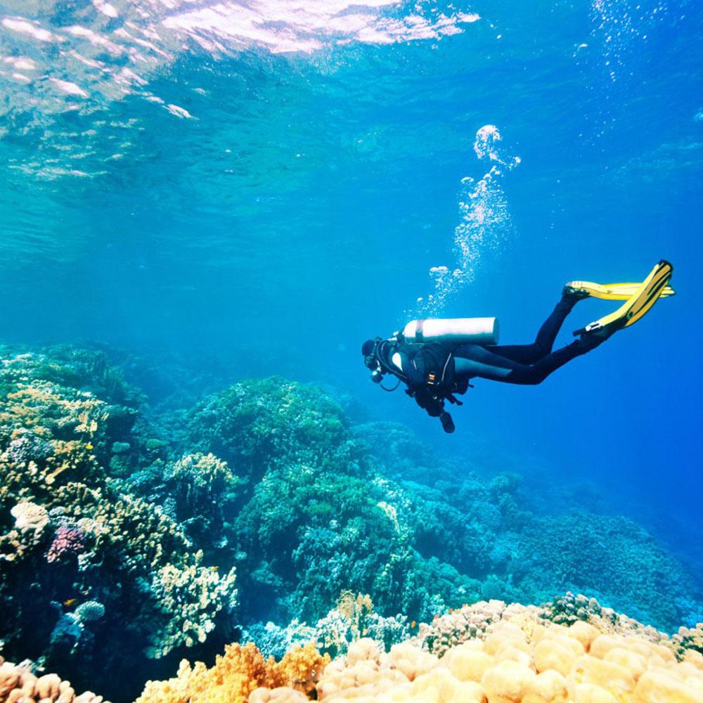 Hammerhead Shark Diving Experience - Image 2