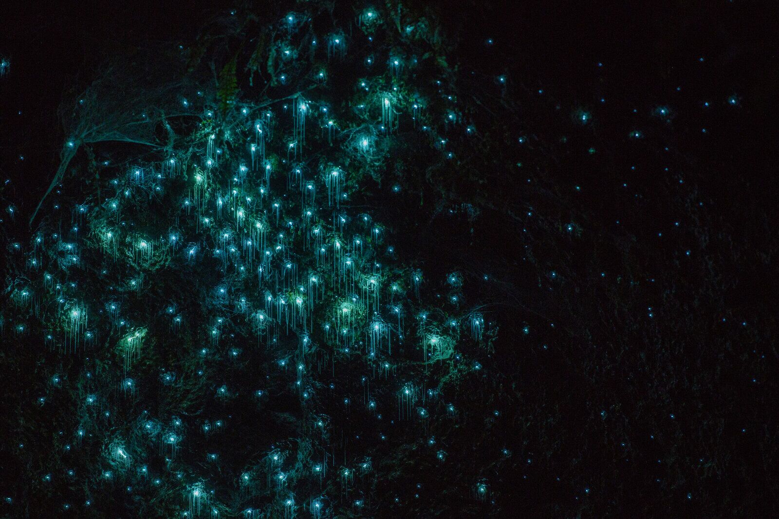 Glow Worm Kayaking on Lake Karapiro! - Image 3
