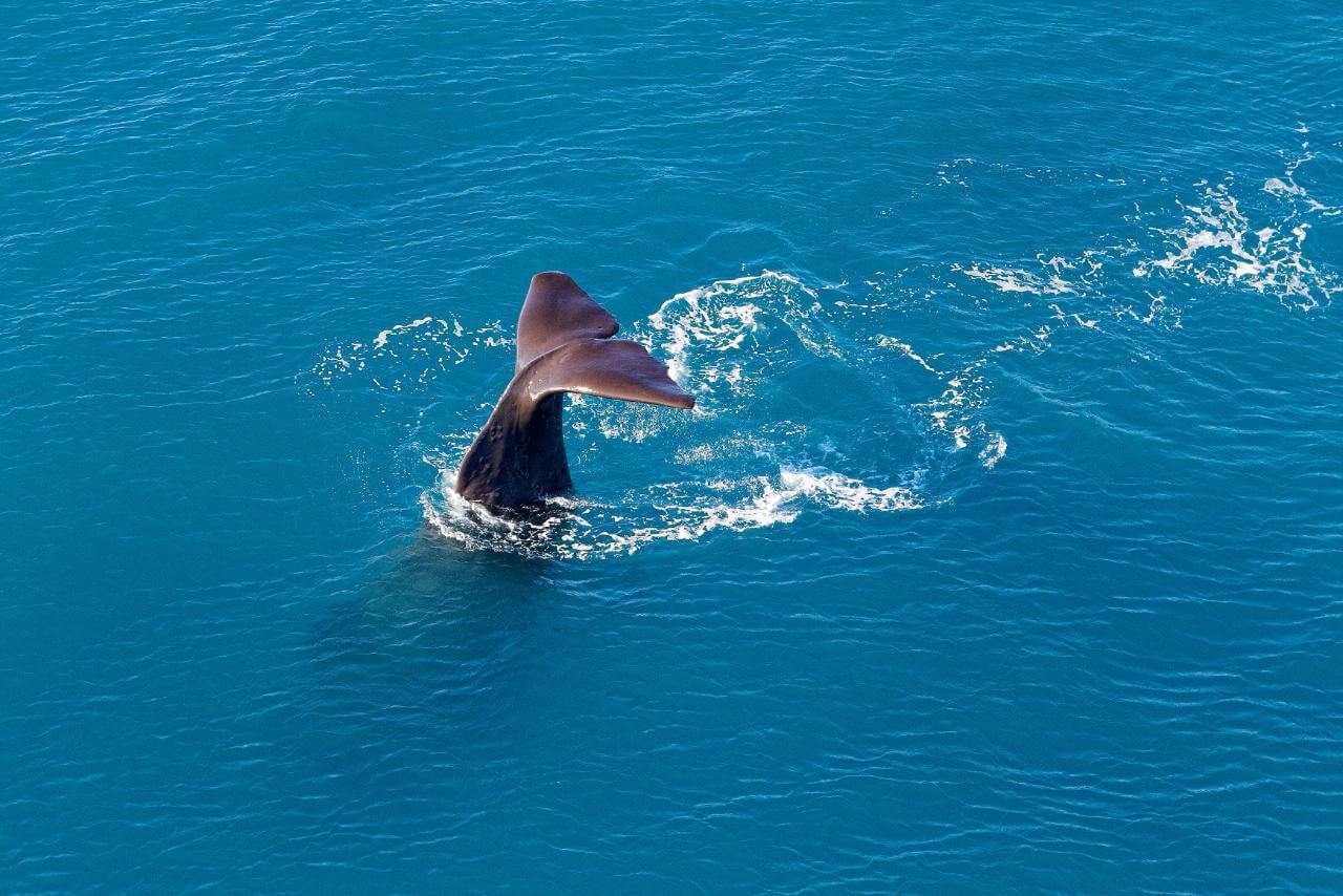Kaikoura Whale Watching Heli Flight - Image 2