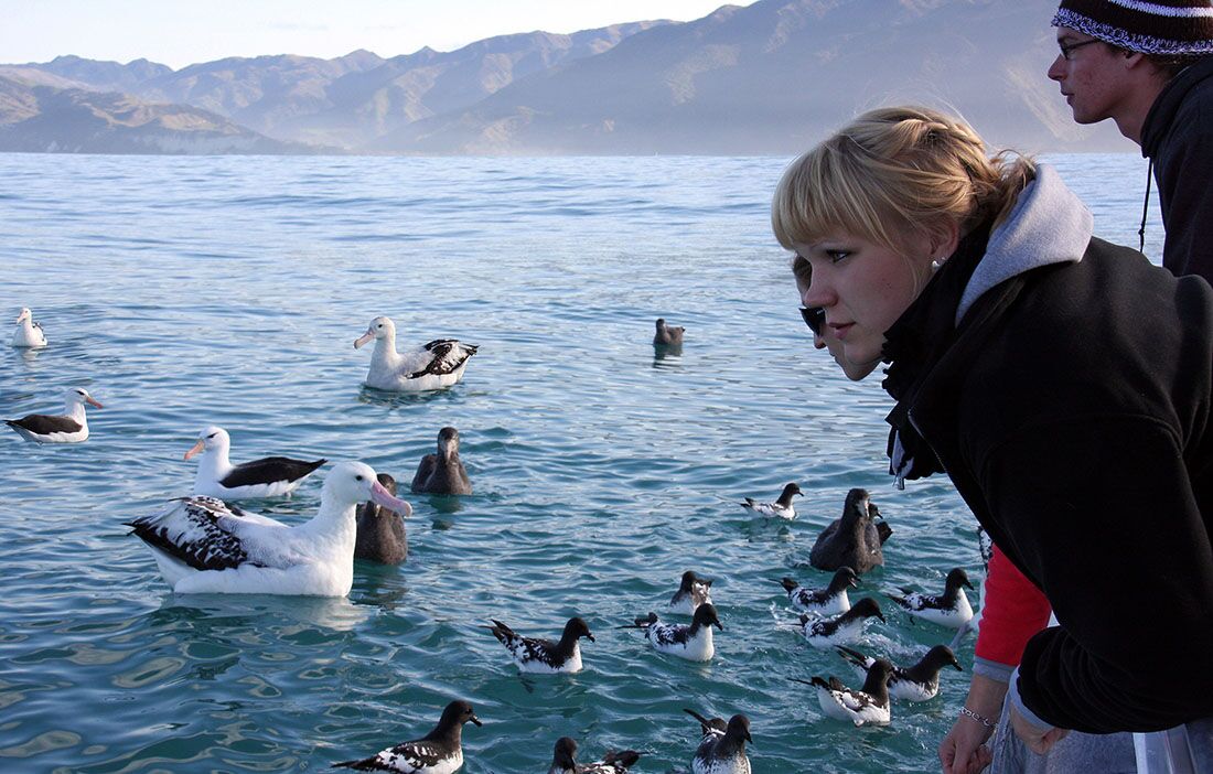 Encounter Wild Albatross on the Ocean - Image 3