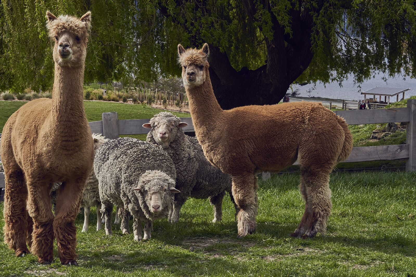 Lake Wakatipu Cruise and Farm Tour - Image 3