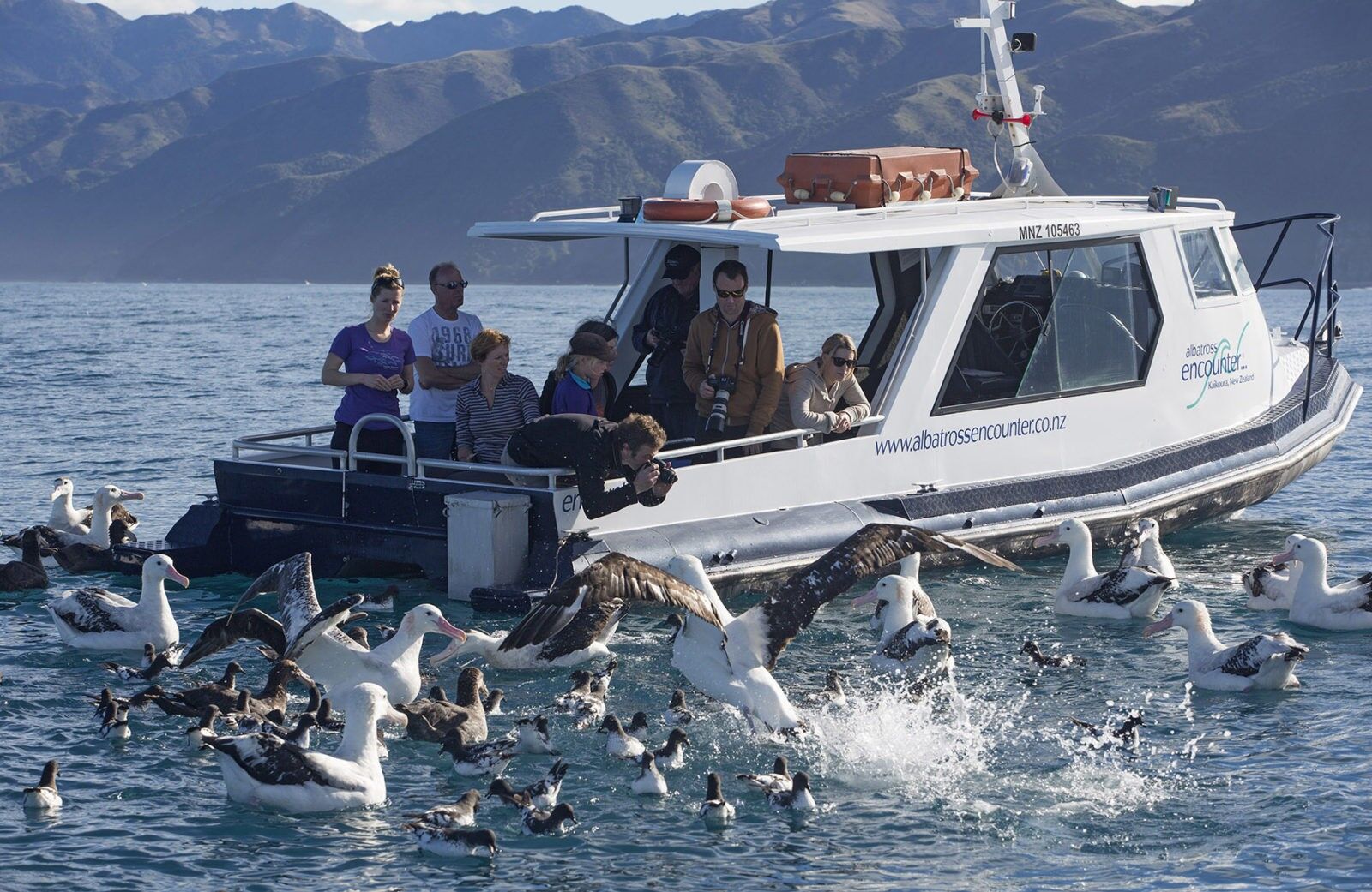 Encounter Wild Albatross on the Ocean