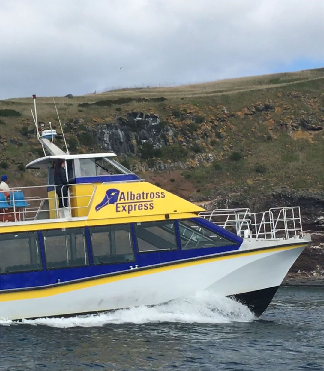 Harbour boat cruise to see Albotross - Image 4
