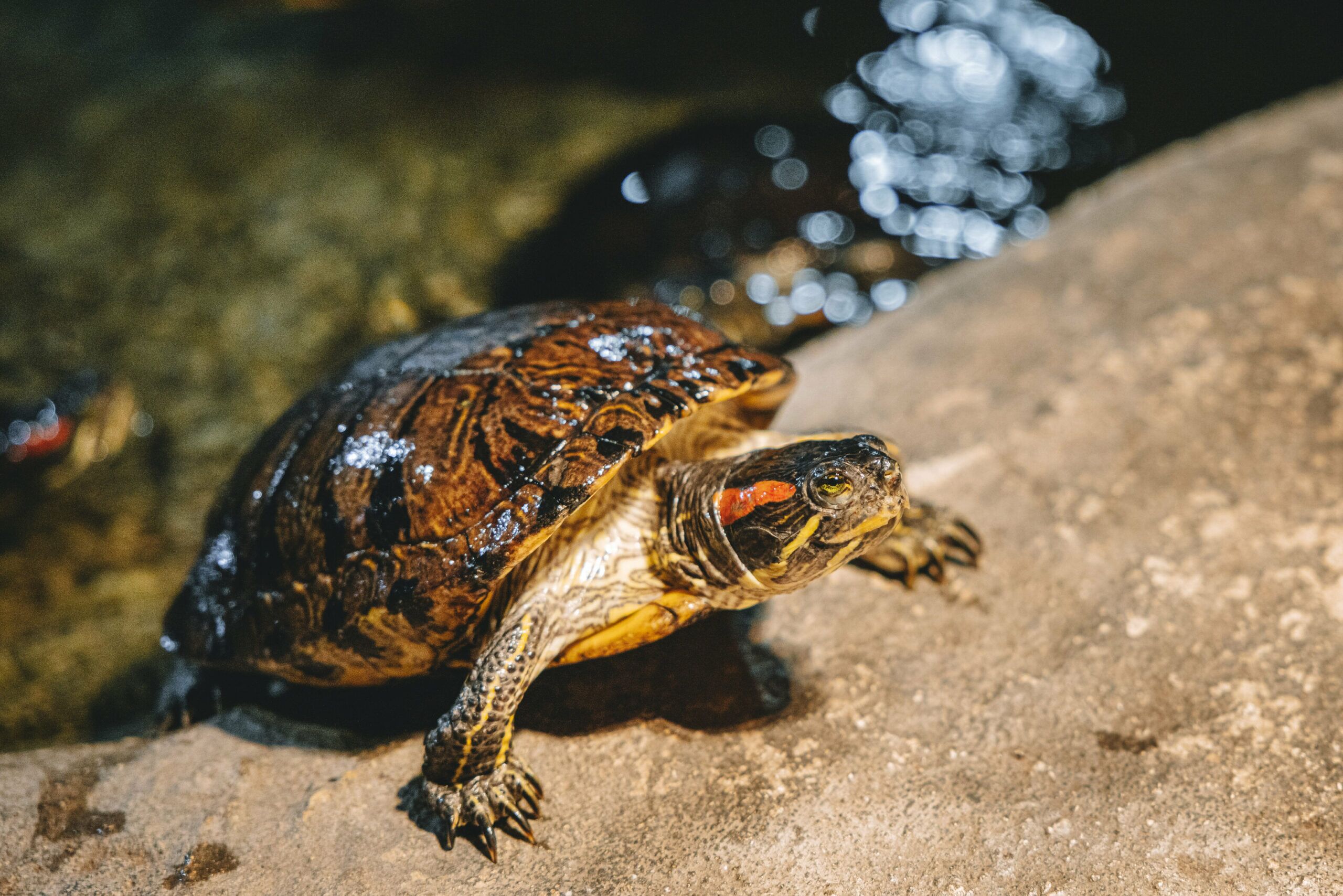 Feed Friendly Terrapins at the National Aquarium in Napier - Image 4