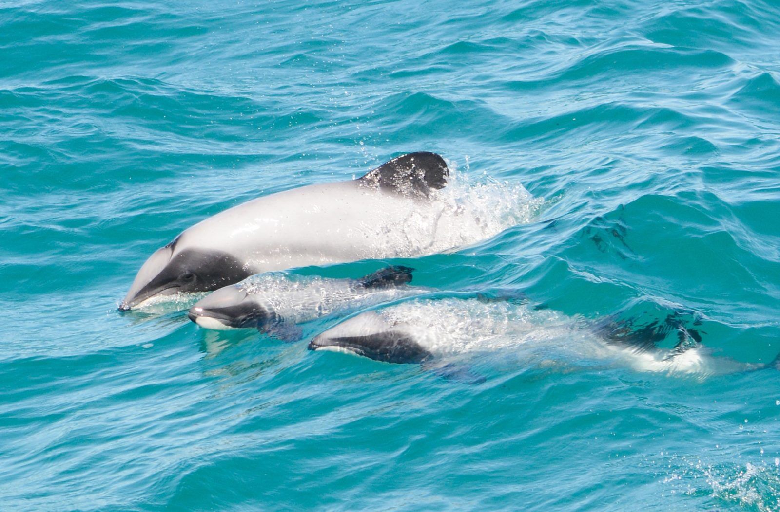 World's Smallest and Rarest Dolphin's
