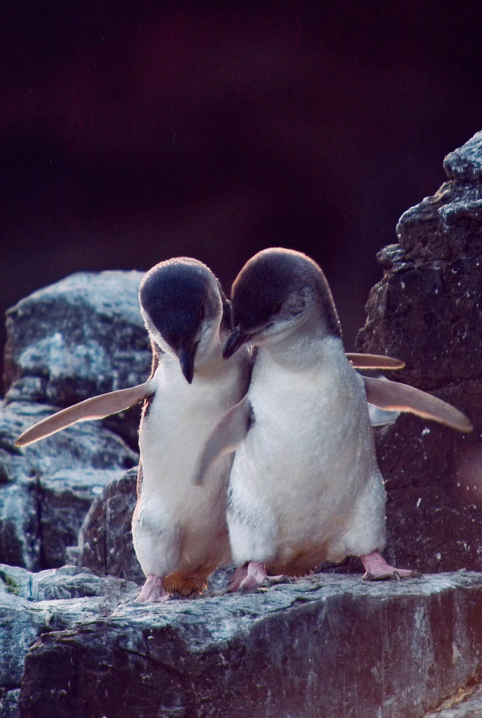 Experience Akaroa Evening Penguin Tour with Scenic 4WD Wildlife Adventure! - Image 4