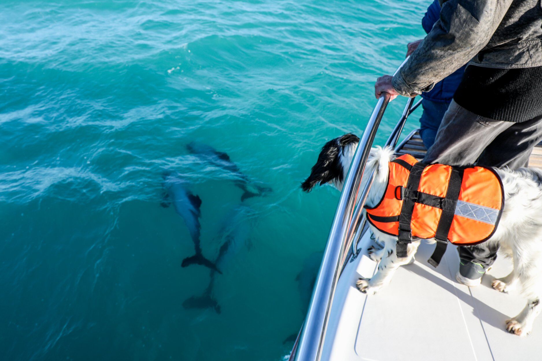 Akaroa Dolphin & Wildlife Nature Cruise with Rare Hector’s Dolphins - Image 3