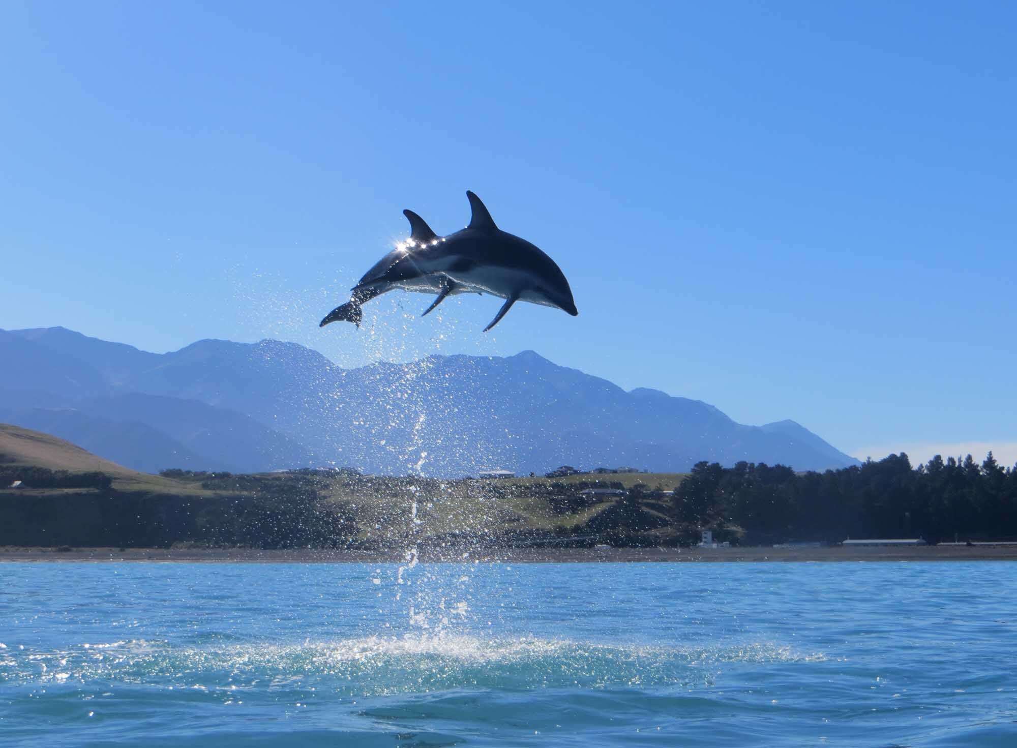 Kaikoura sea kayak visit dolphins Chuffed Gifts