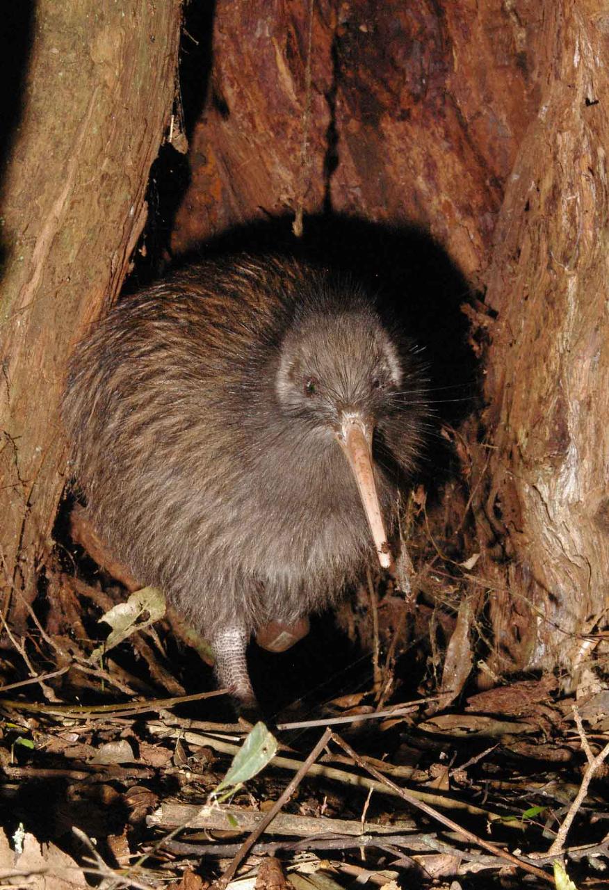 Private Guided Night Tour of Maungatautari