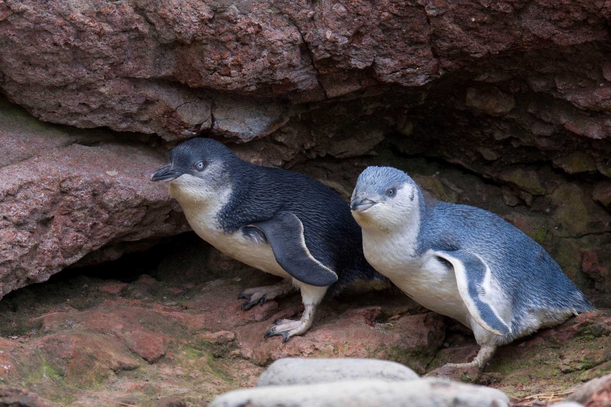 Penguin colony tour at dusk - Chuffed Gifts