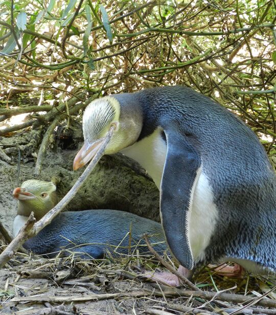Visit See Yellow Eye Penguin Tour Chuffed Gifts