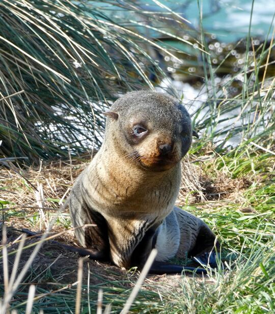 Visit see seals seal pup tour Chuffed Gifts