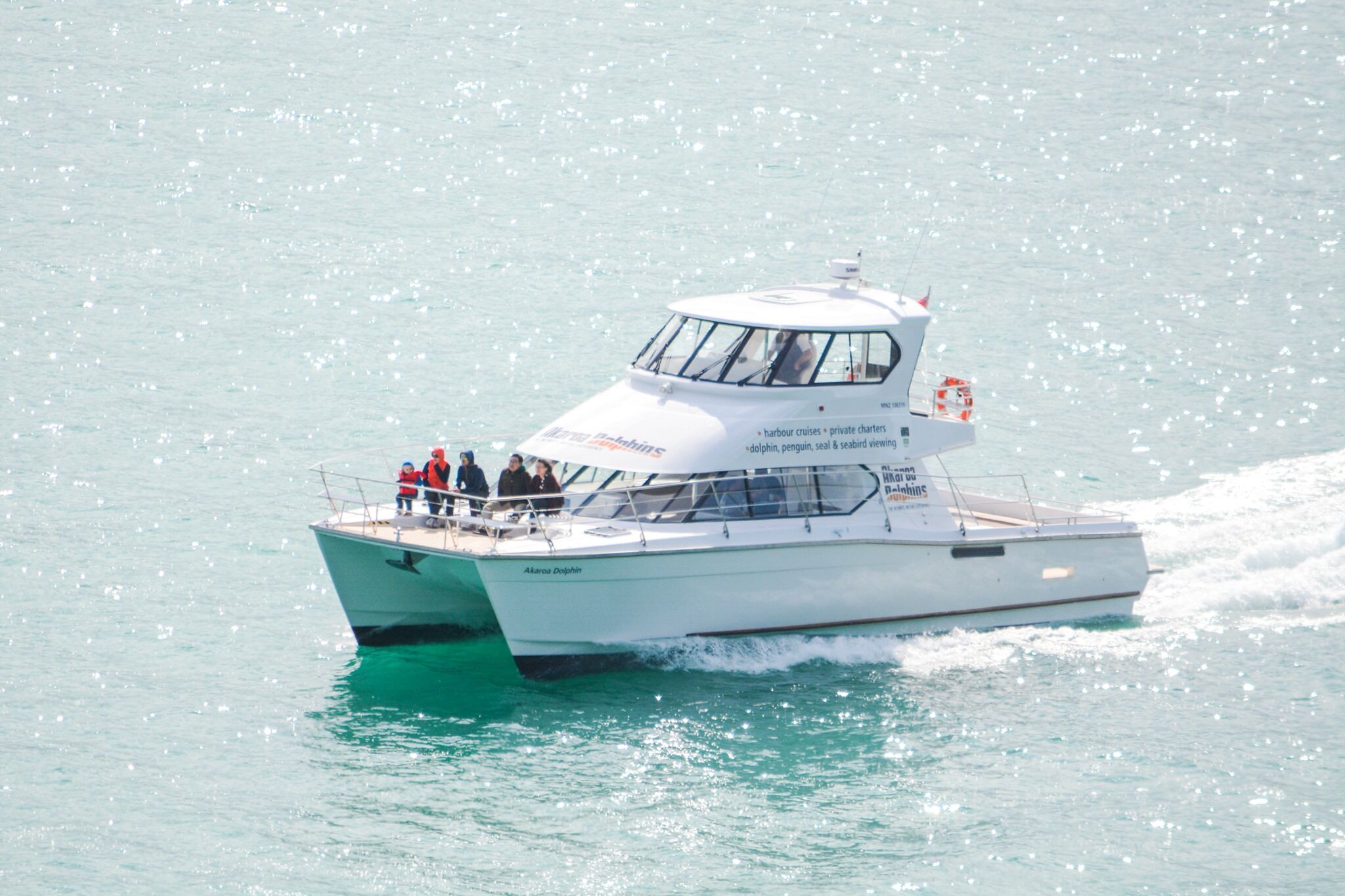 Akaroa Dolphin & Wildlife Nature Cruise with Rare Hector’s Dolphins - Image 2
