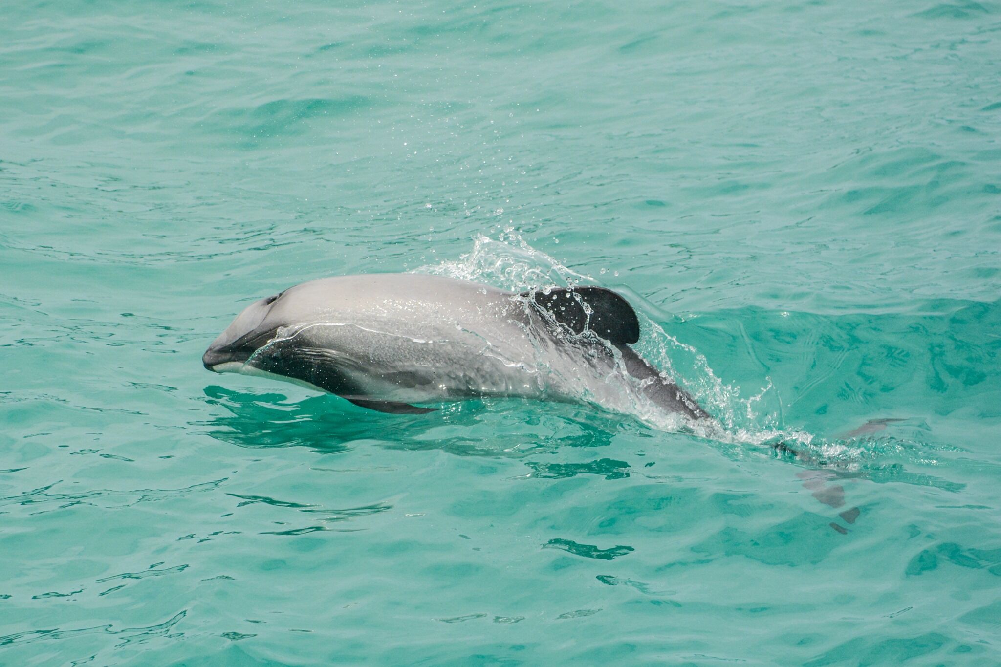 Akaroa Dolphin & Wildlife Nature Cruise with Rare Hector’s Dolphins