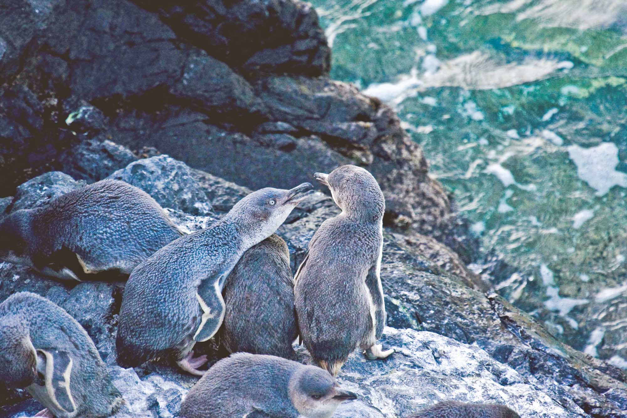 Penguin Colony Tour Experience Chuffed Gifts