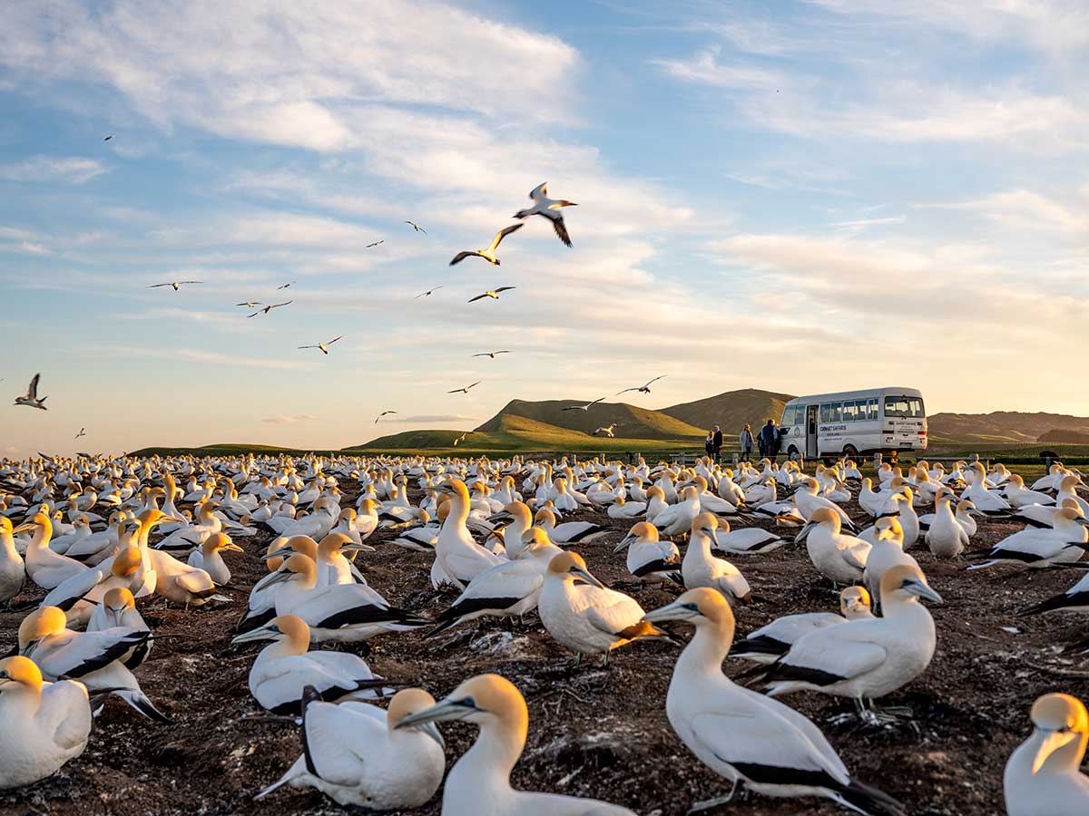 Cape Kidnappers Gannet Safari & Wildlife Adventure, Hawke’s Bay - Image 4