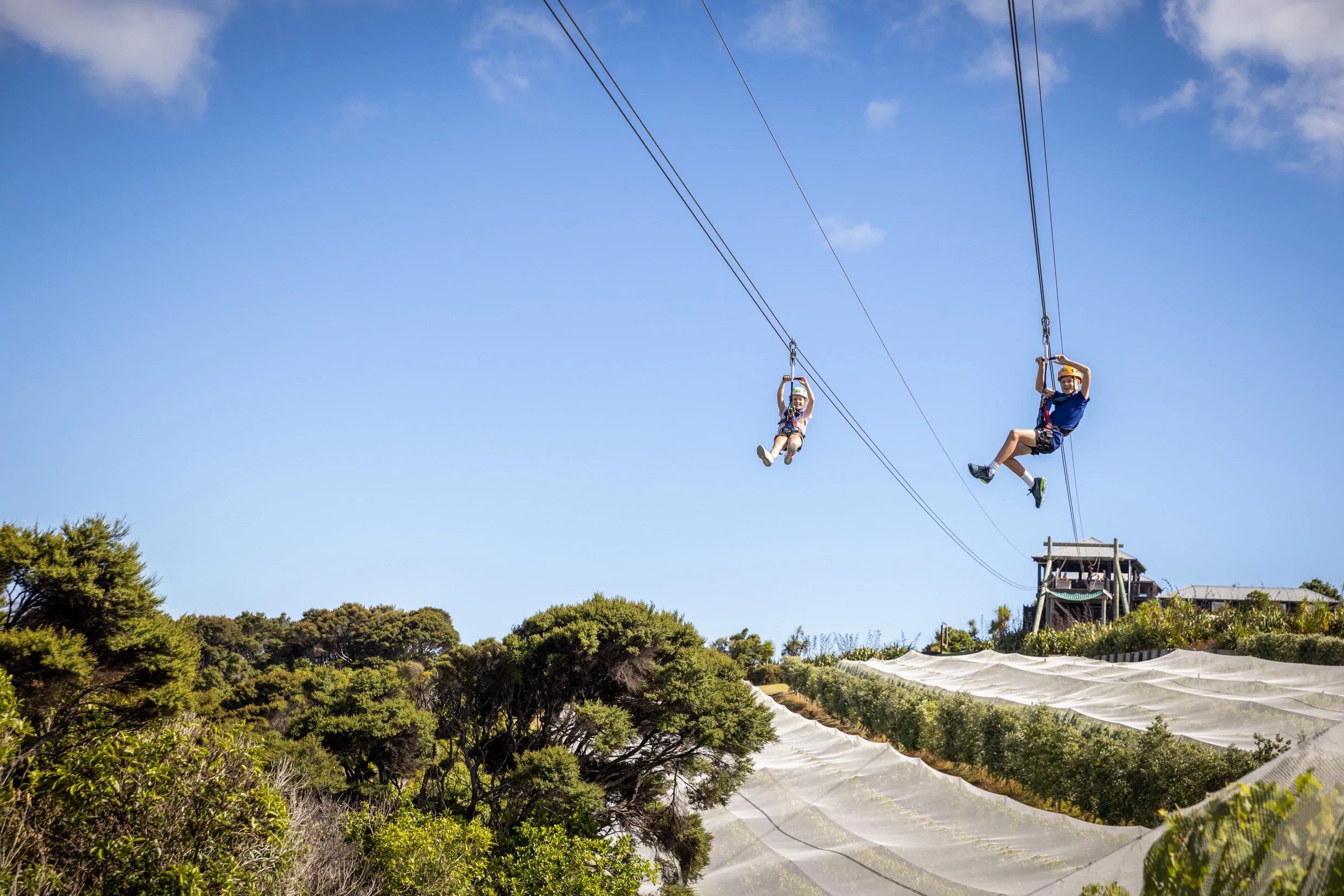 Fly Through Waiheke Island’s Forest Canopy on an EcoZip Adventure! - Image 4