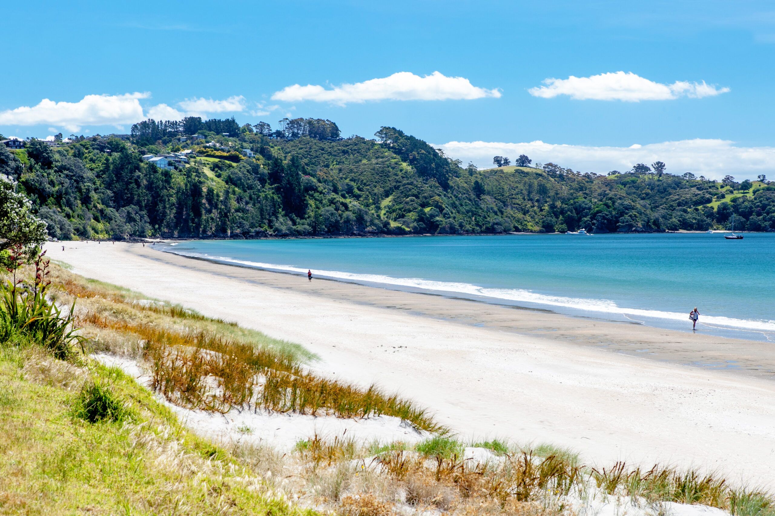 Fly Through Waiheke Island’s Forest Canopy on an EcoZip Adventure! - Image 2