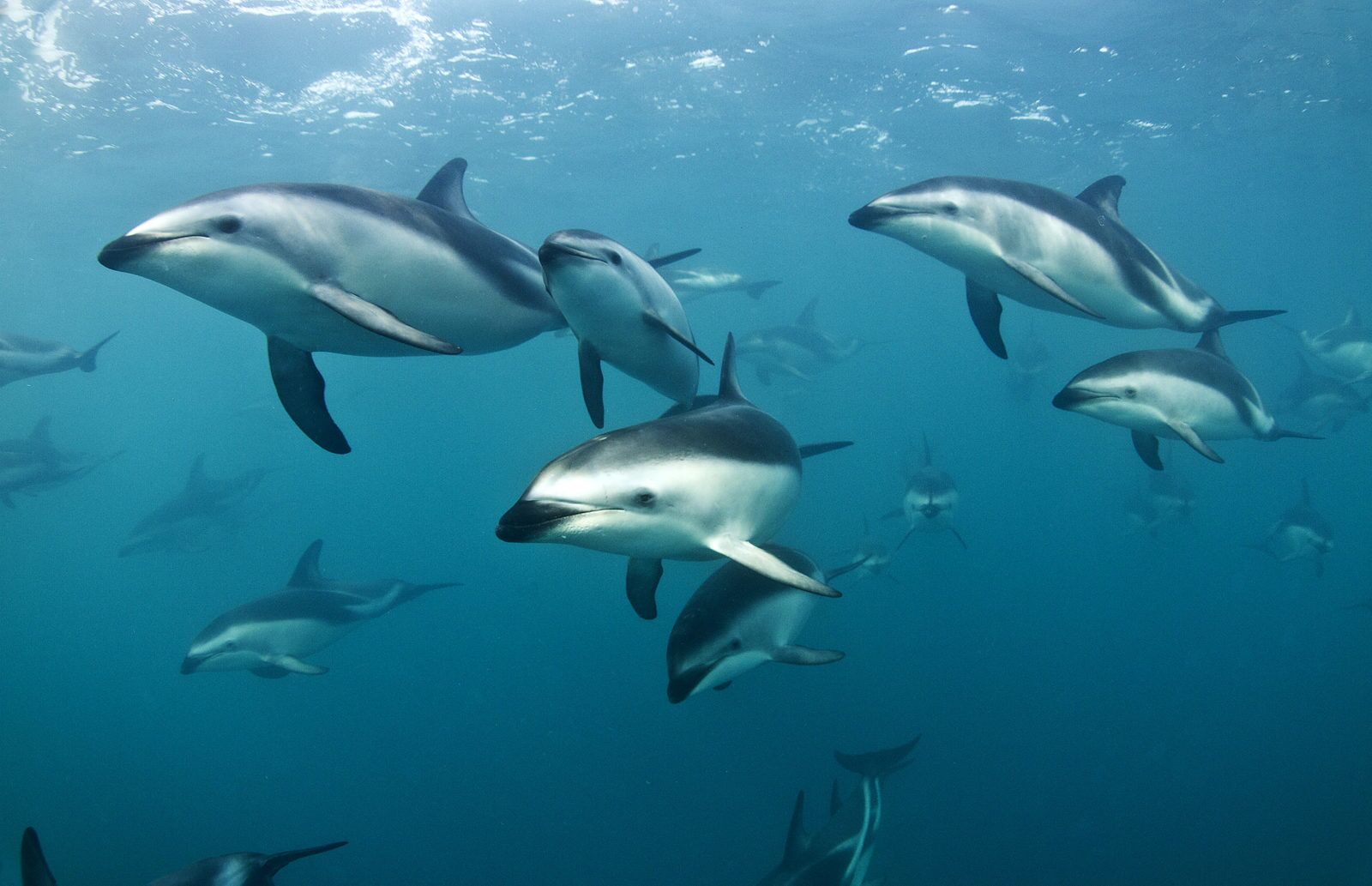 Kaikōura Wild Dolphin Watching Cruise with Playful Dusky Dolphins! - Image 3