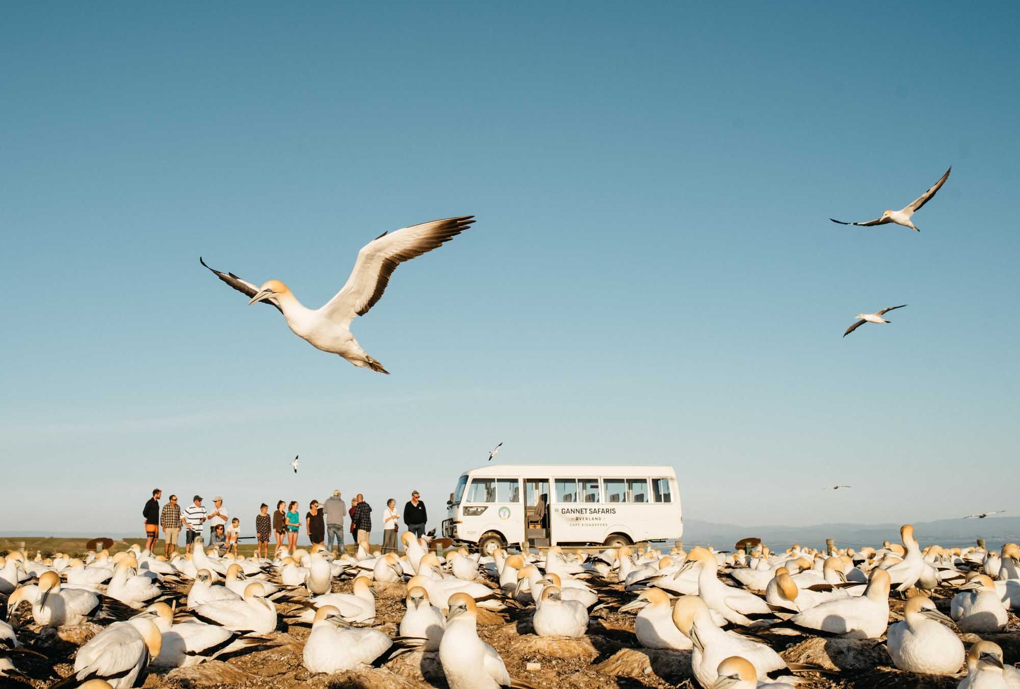 Cape Kidnappers Gannet Safari & Wildlife Adventure, Hawke’s Bay