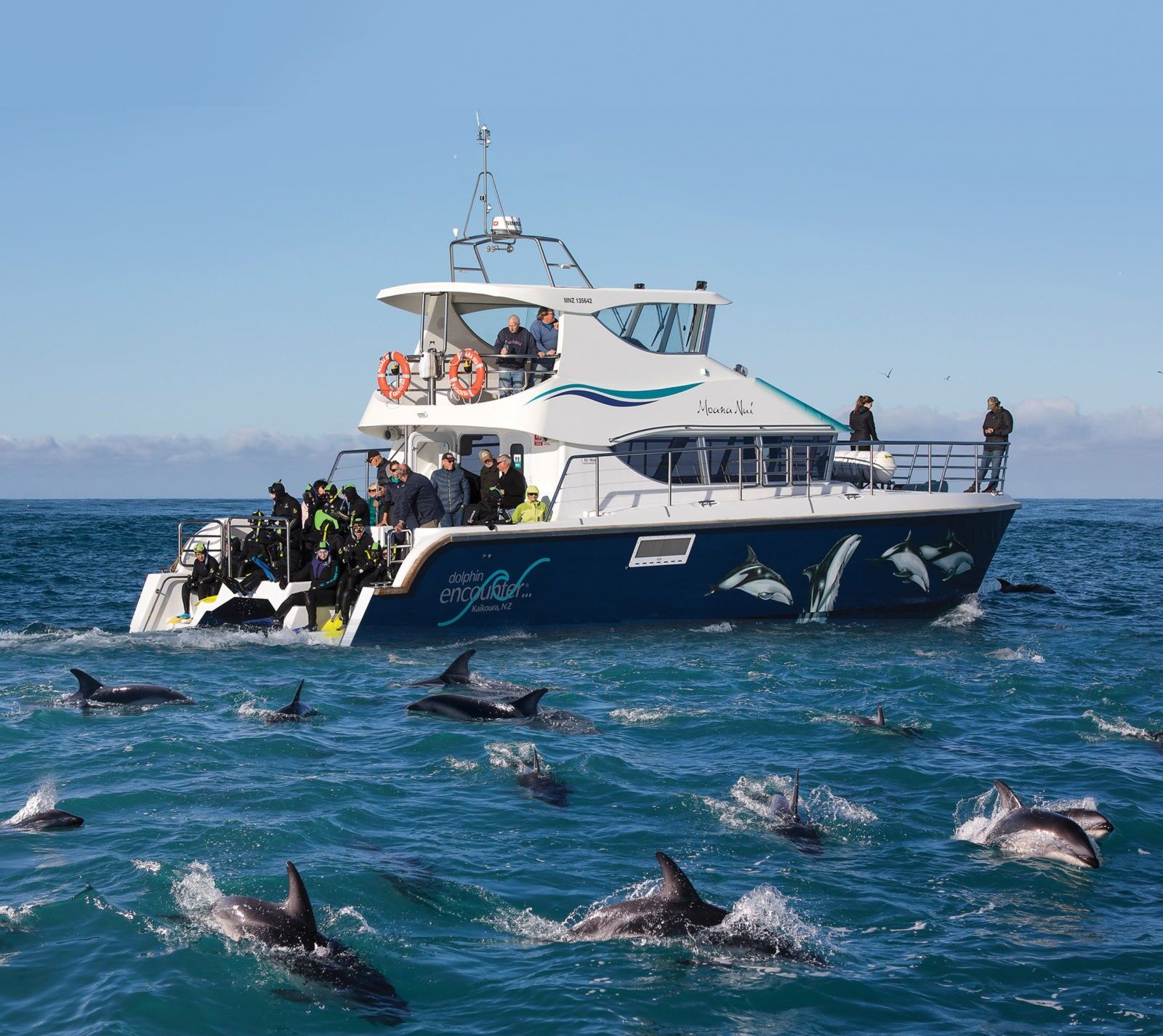 Kaikōura Wild Dolphin Watching Cruise with Playful Dusky Dolphins!