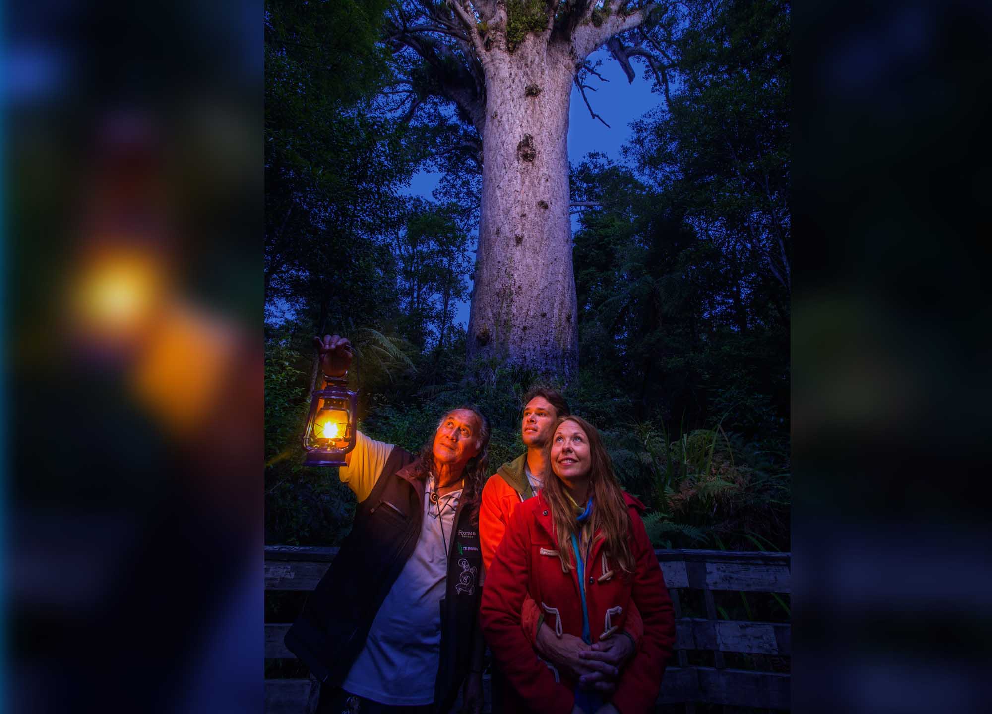 Twilight Tane Mahuta Experience