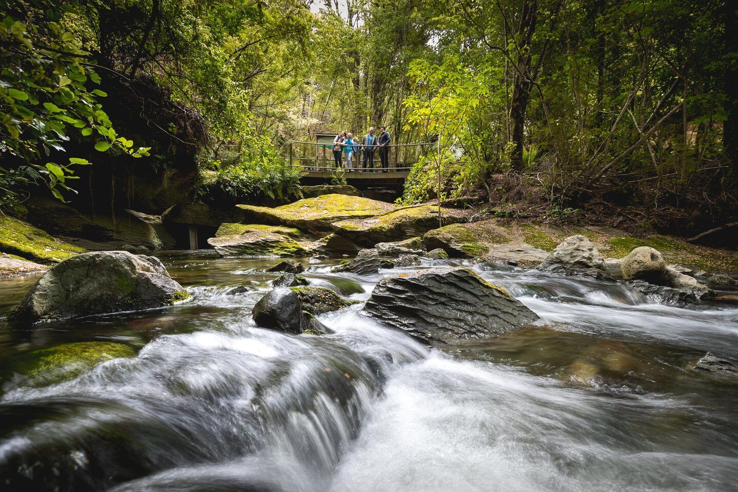 Te Anau Glowworm Caves Cruise and Underground Cave Adventure! - Image 2