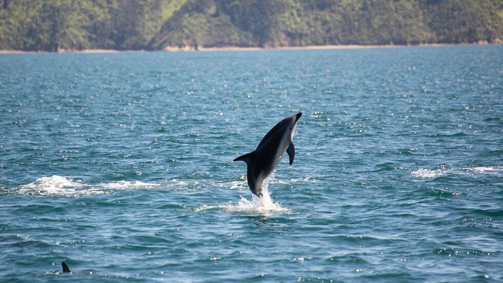 Cruise the Pelorus Sound on the world famous Mail Run cruise! - Image 3