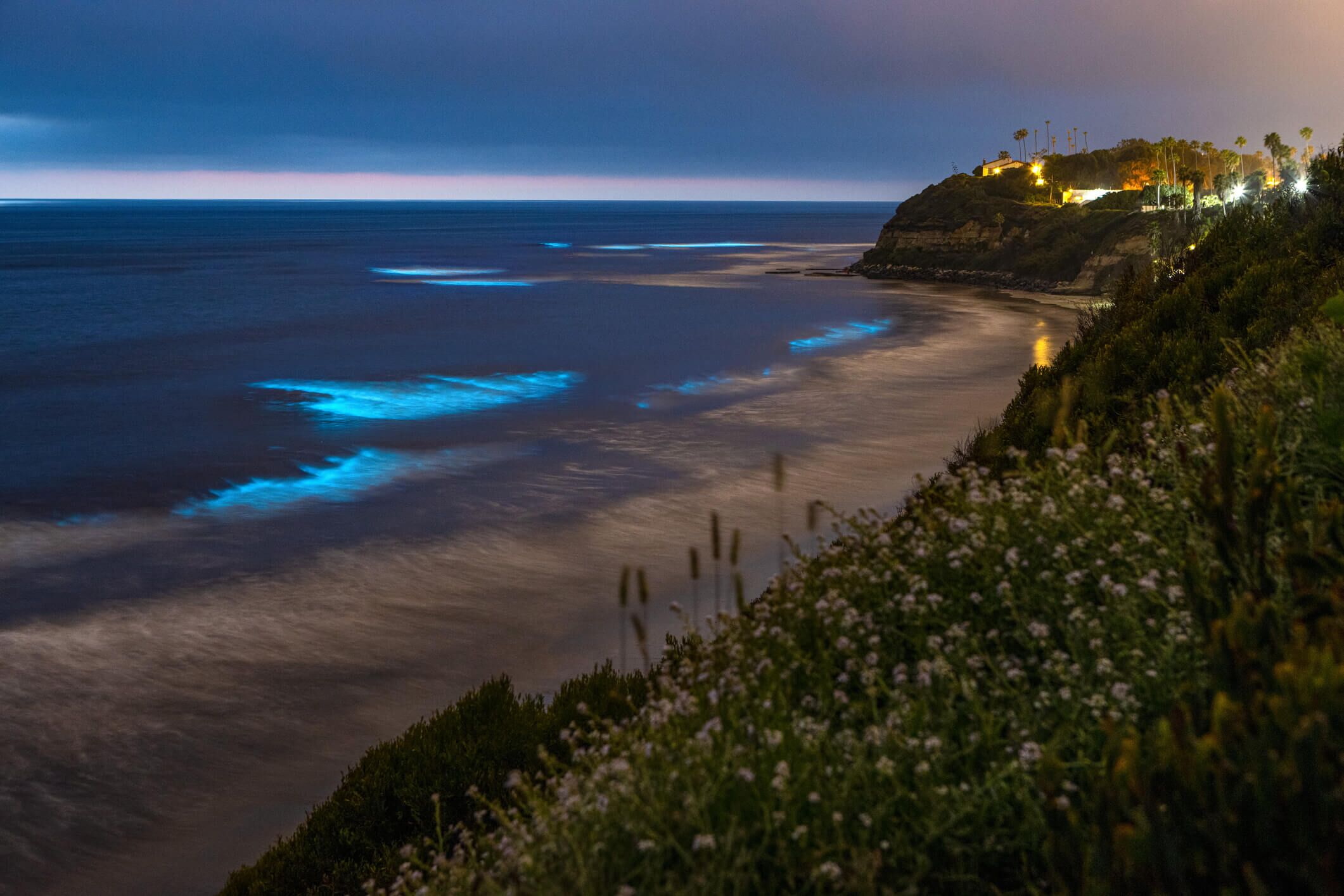 Auckland Bioluminescence Kayak Tour – Paddle Through Glowing Waters! - Image 4