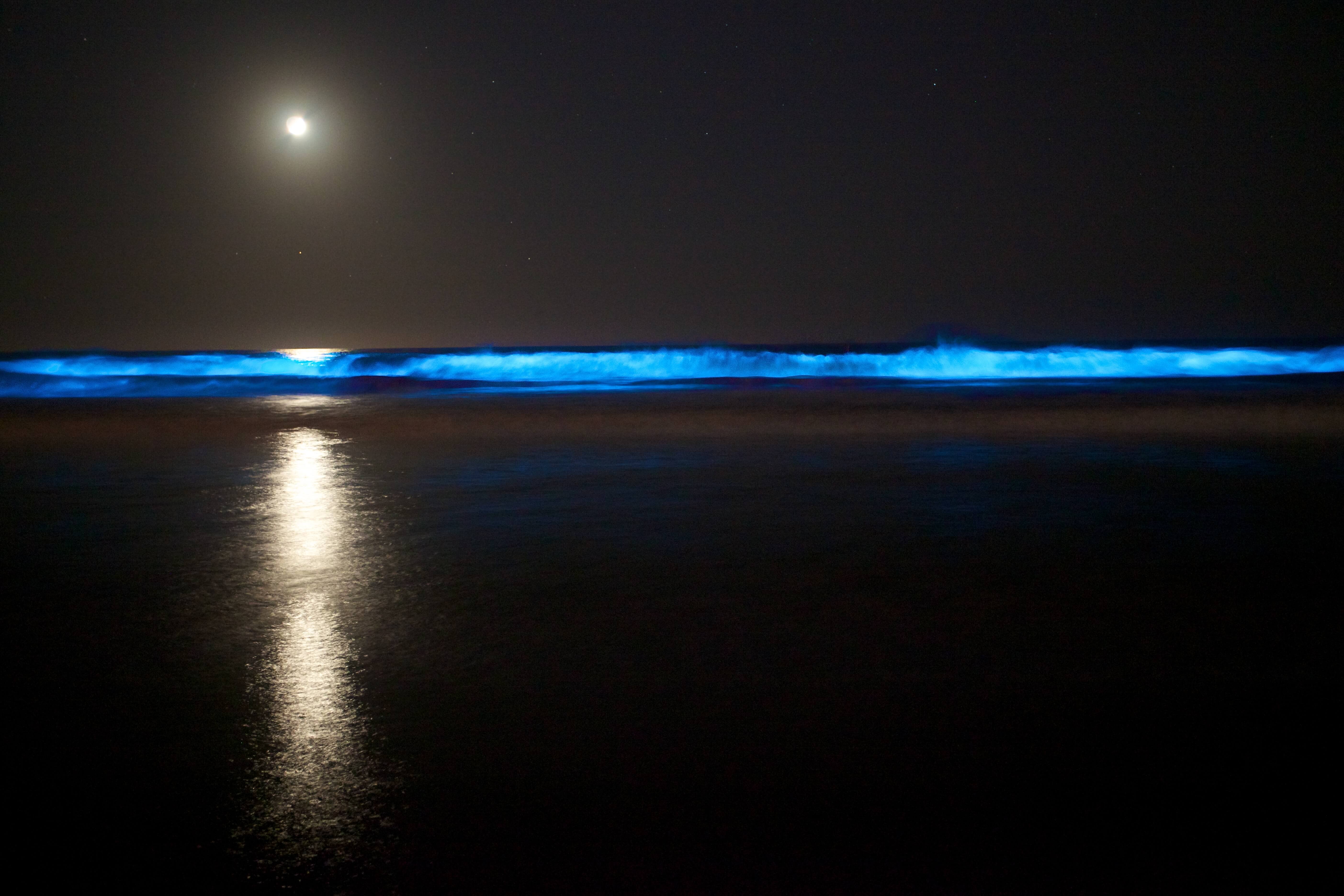 Auckland Bioluminescence Kayak Tour – Paddle Through Glowing Waters! - Image 3