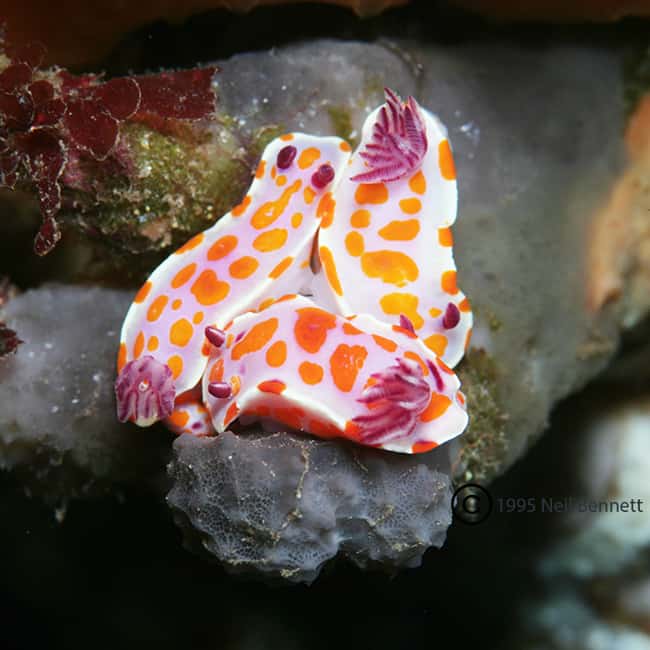 Goat Island or Tawharanui Marine Reserve Dive - Image 2