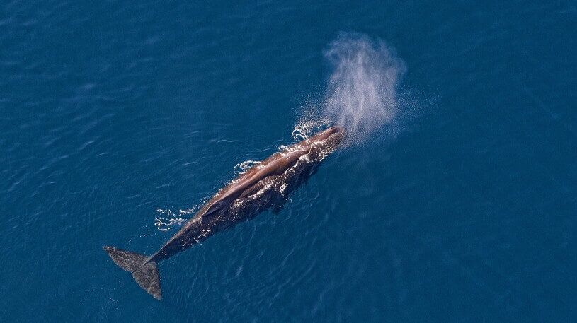Kaikoura Whale Watching Heli Flight - Image 4