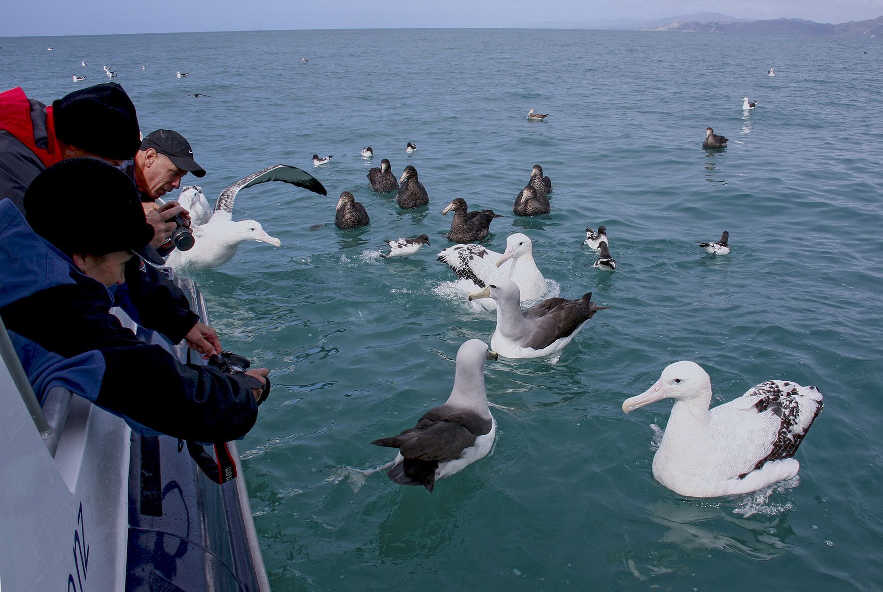 Encounter Wild Albatross on the Ocean - Image 2