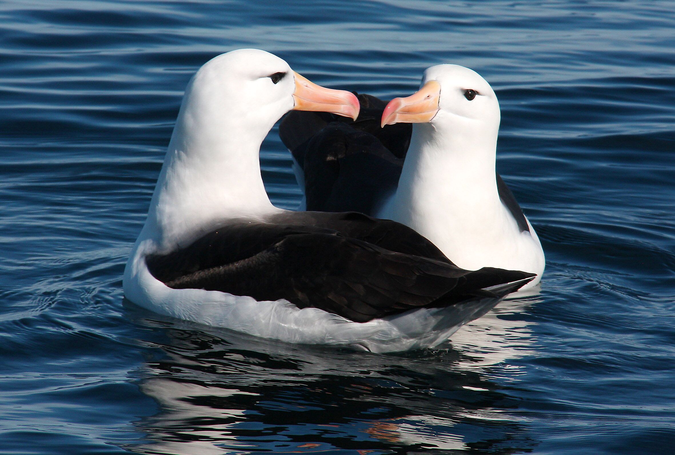 Encounter Wild Albatross on the Ocean - Image 4