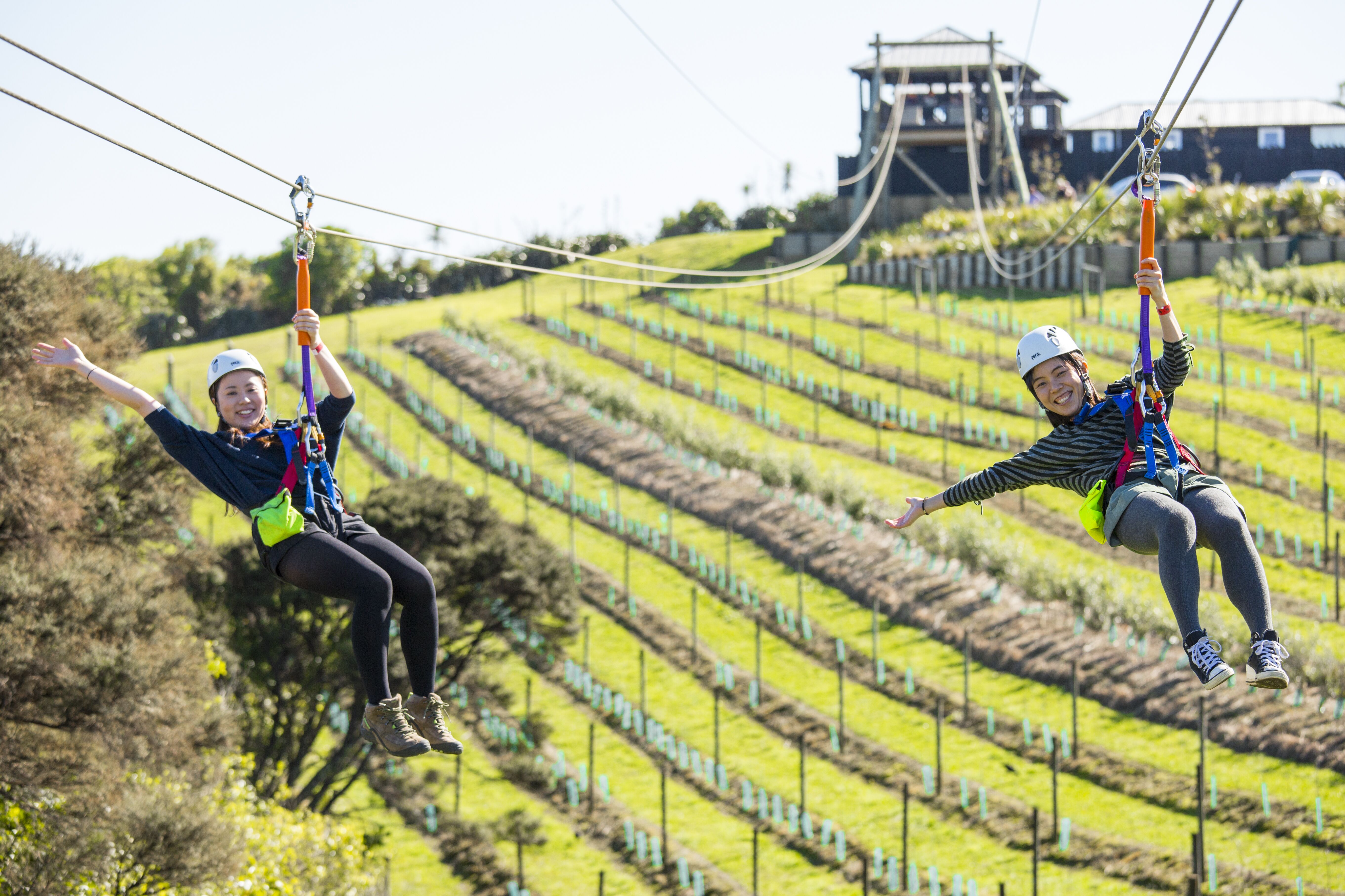 Waiheke Explorer day pass including ferry & Adult Zipline Tour - Image 3