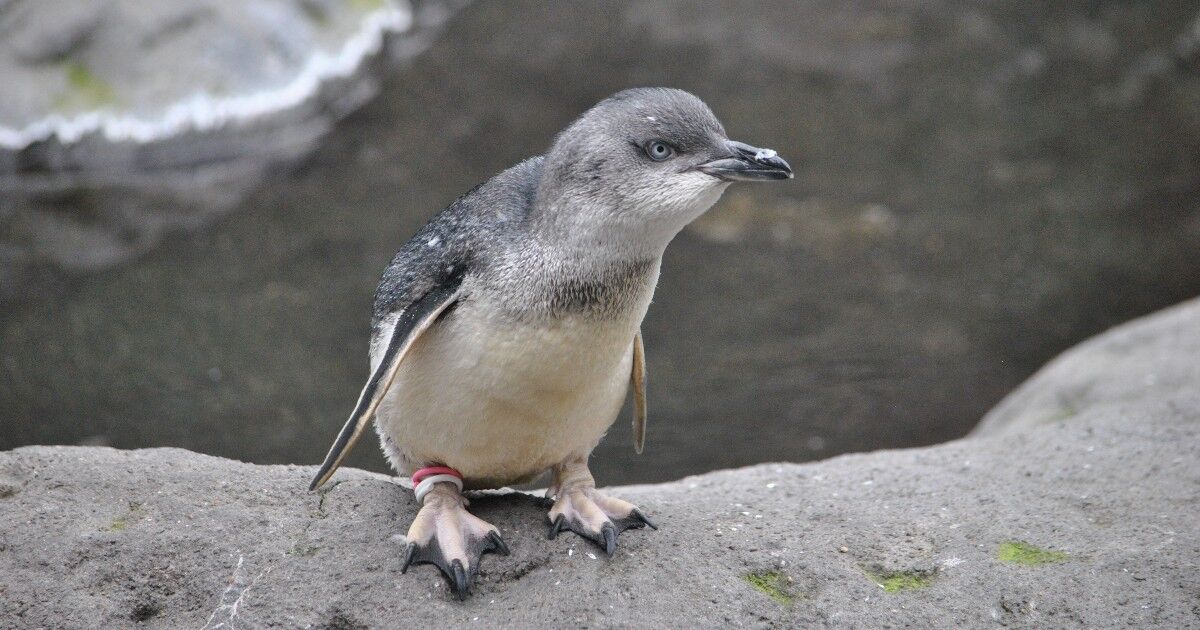 Visit the International Antarctic Centre - Image 4
