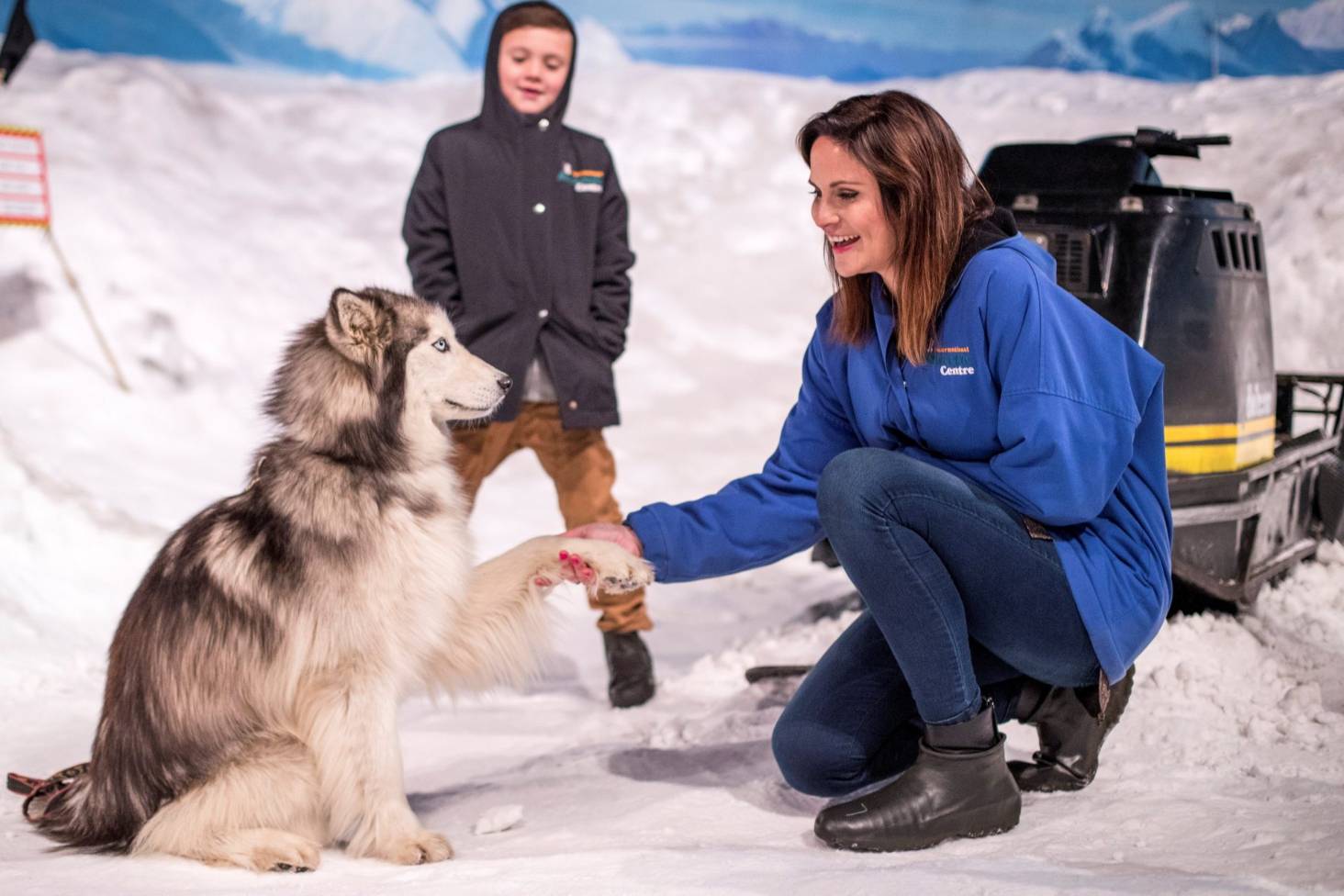 christchurch huskie dog antarctic centre center penguin habitat chuffed gifts