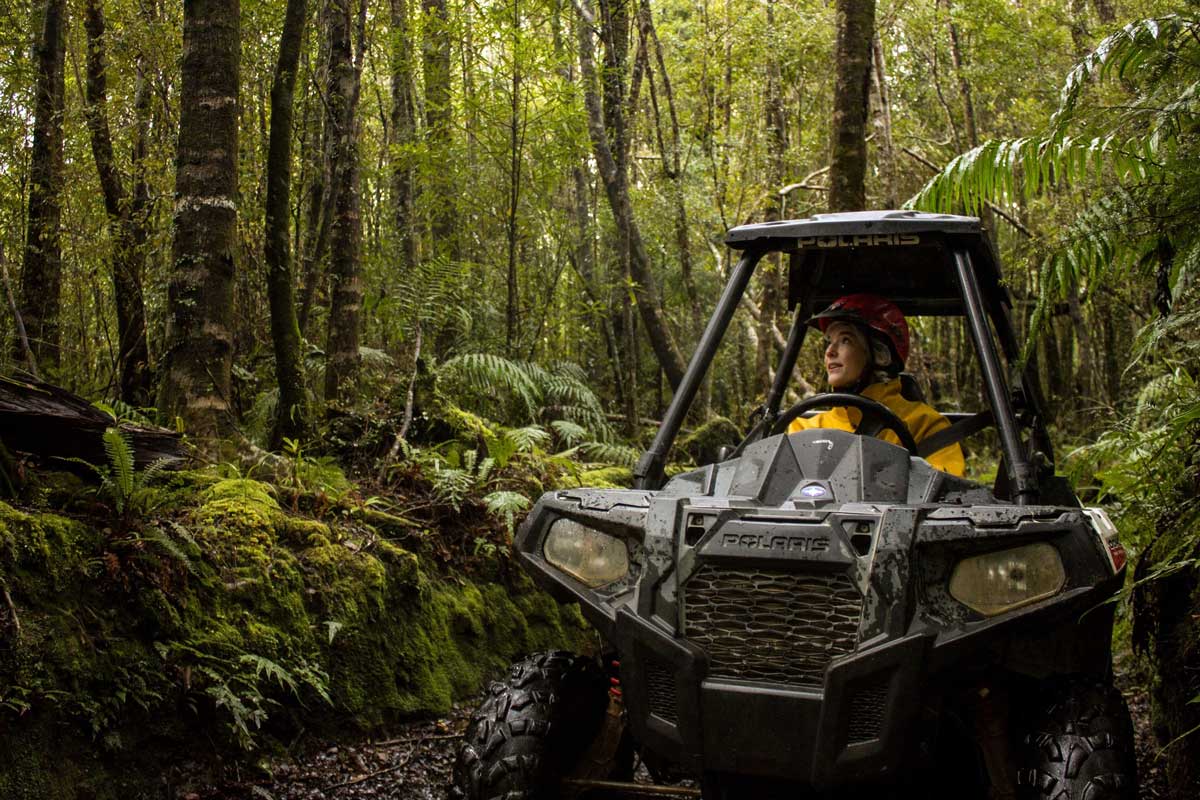 Self Drive Waterfall & Forest Buggy and Guided Glowworm Cave Tour with Rainforest Train