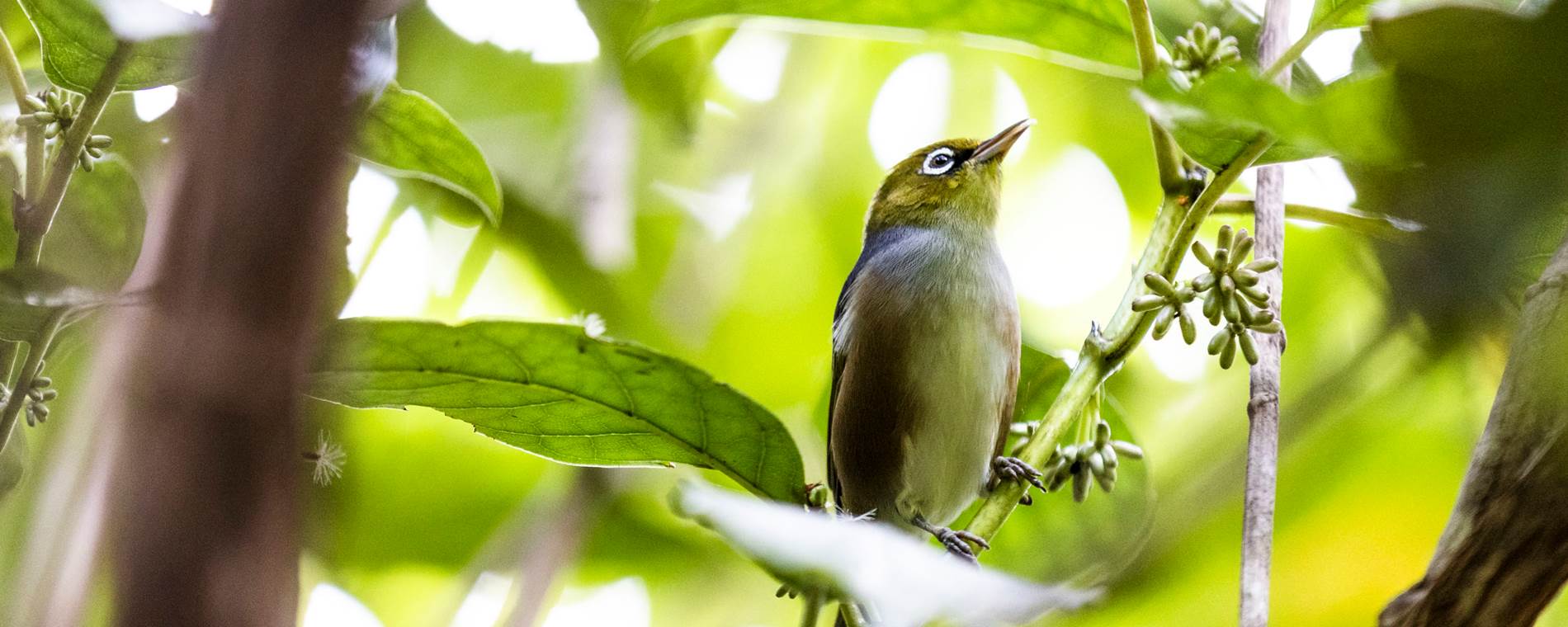 Stewart Island Bird Sanctuary Tour - Image 4