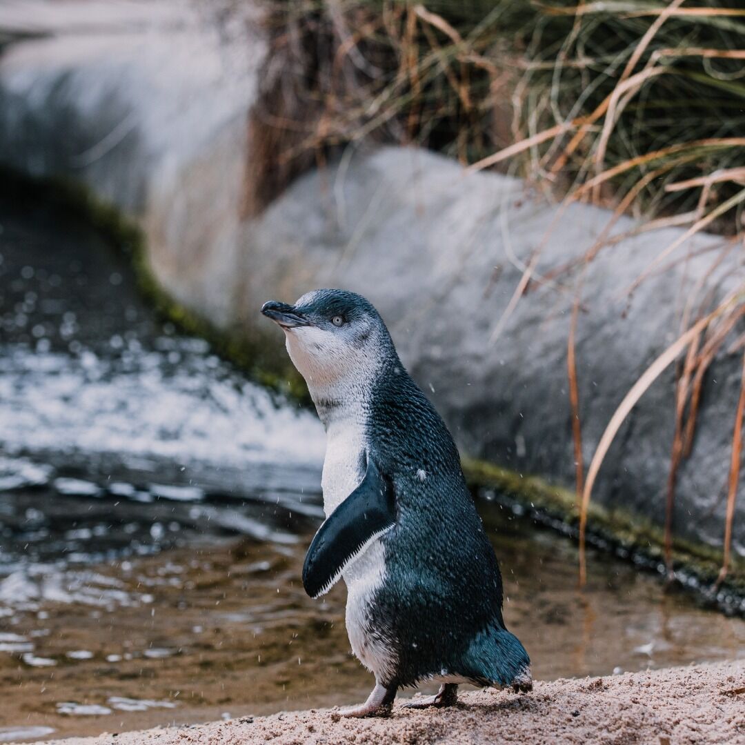 Little Penguin Close Encounter at National Aquarium Napier - Image 2