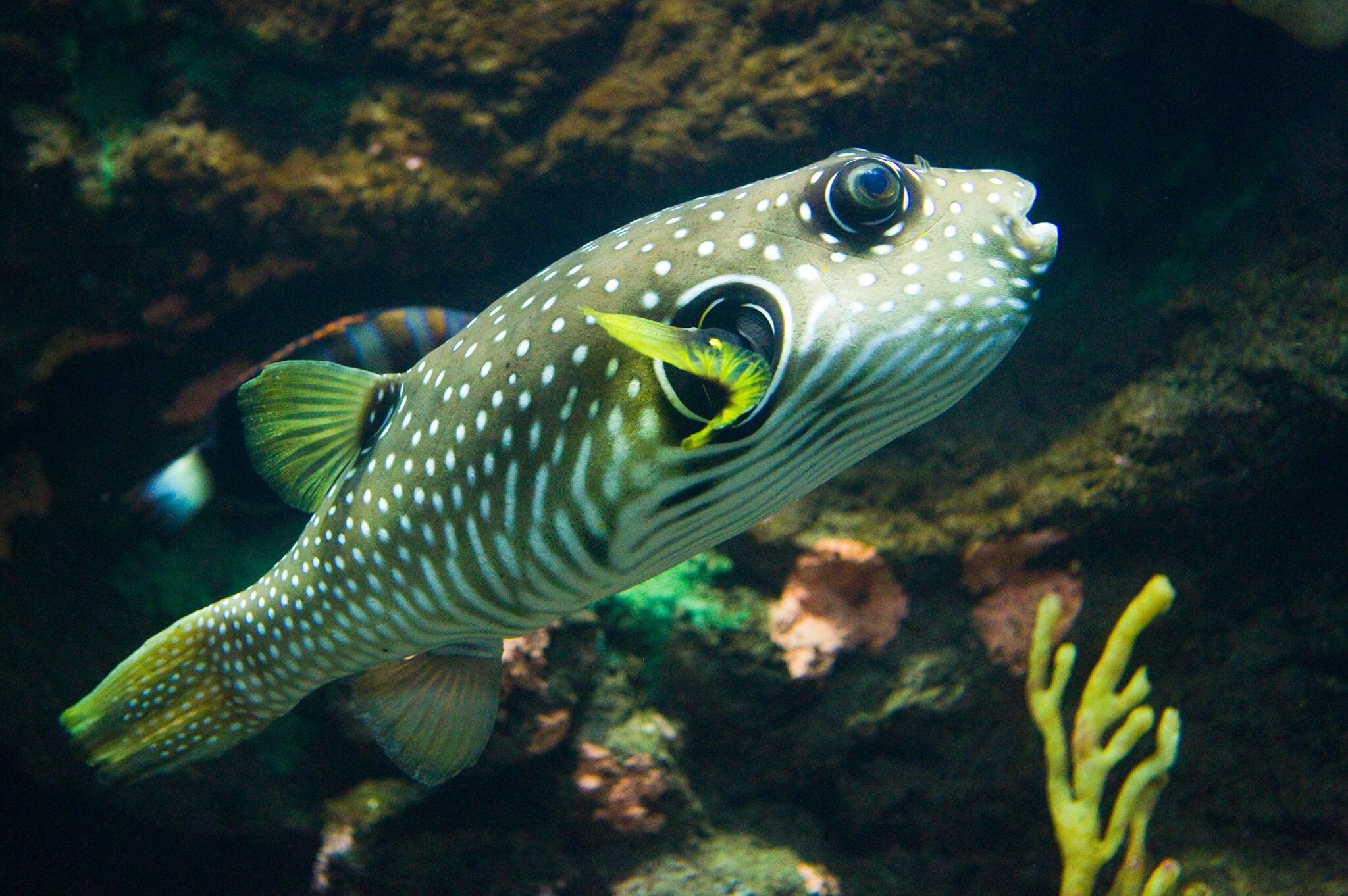 Little Penguin Close Encounter at National Aquarium Napier - Image 3