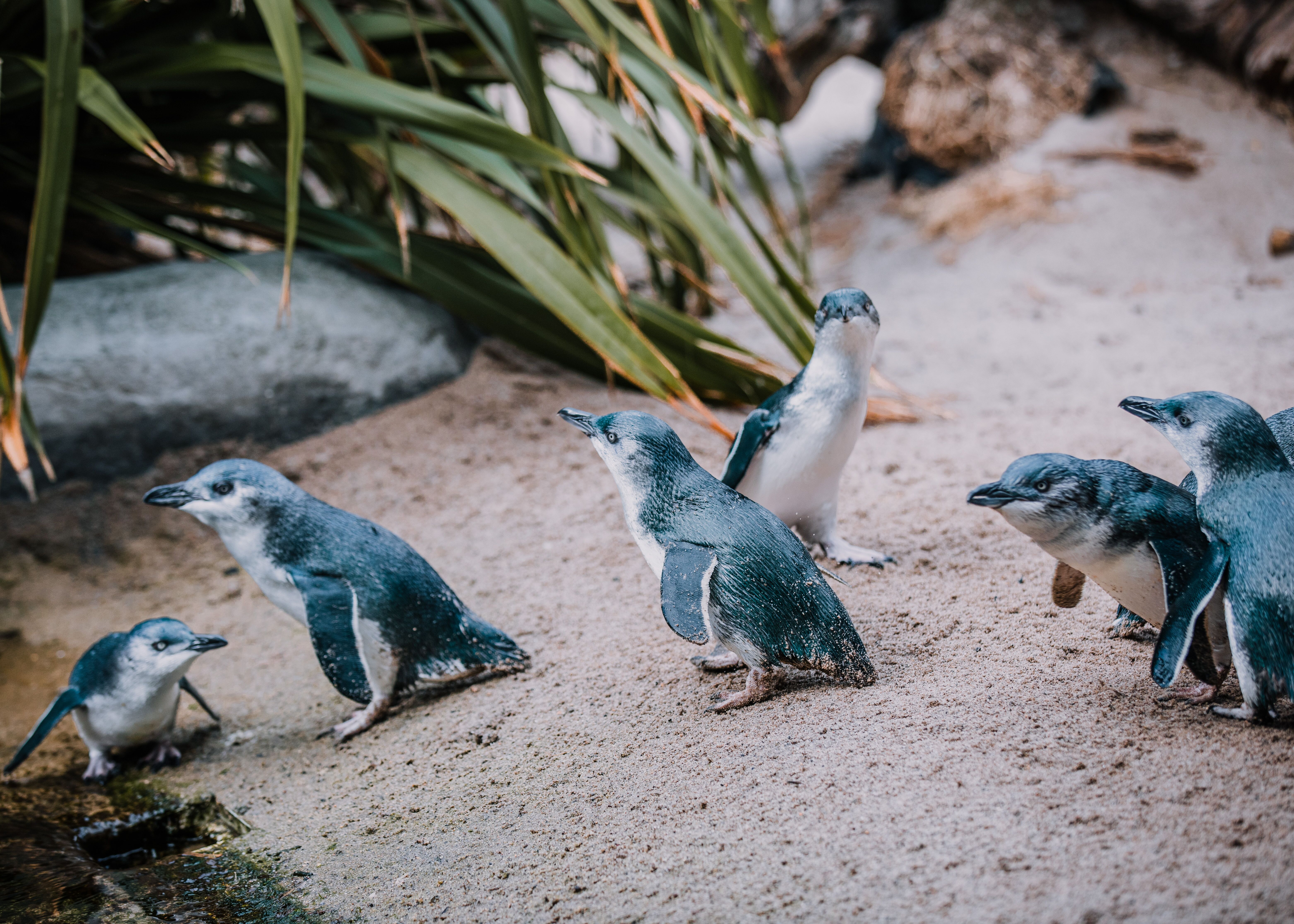 Little Penguin Close Encounter at National Aquarium Napier