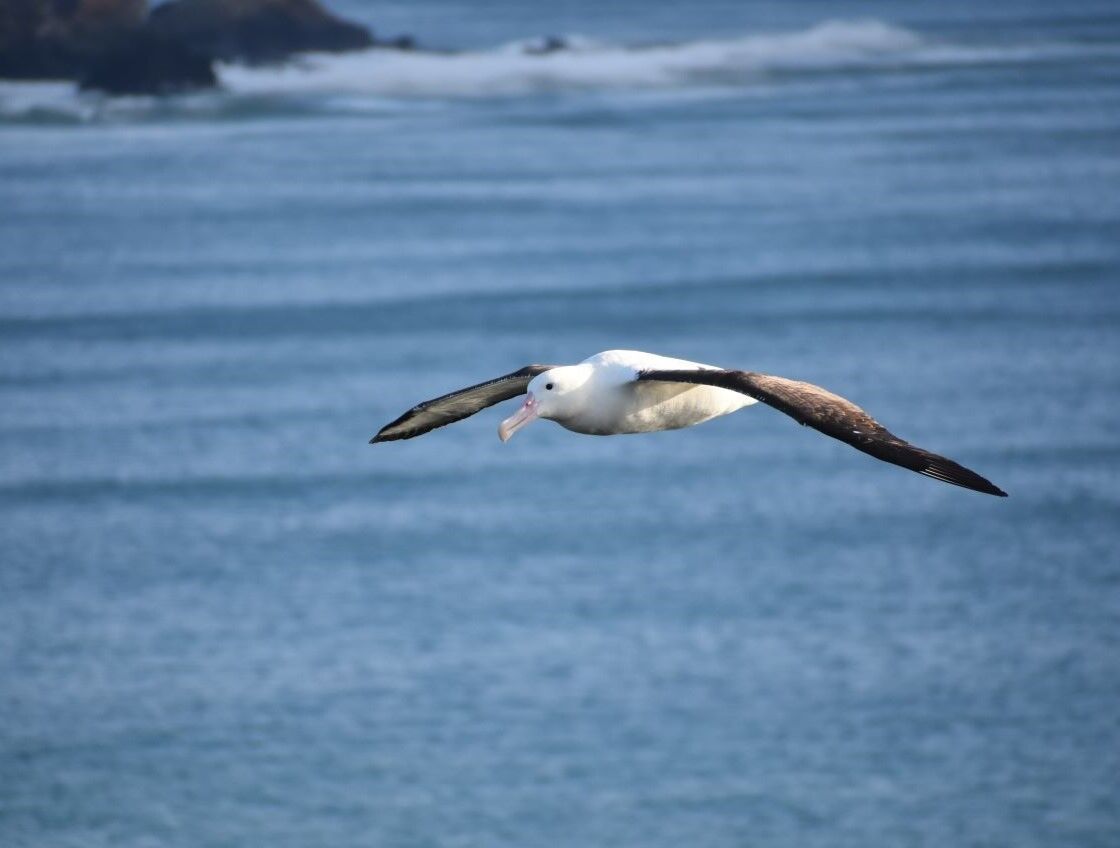 Guided tour to the only mainland albatross colony in the world - Image 3