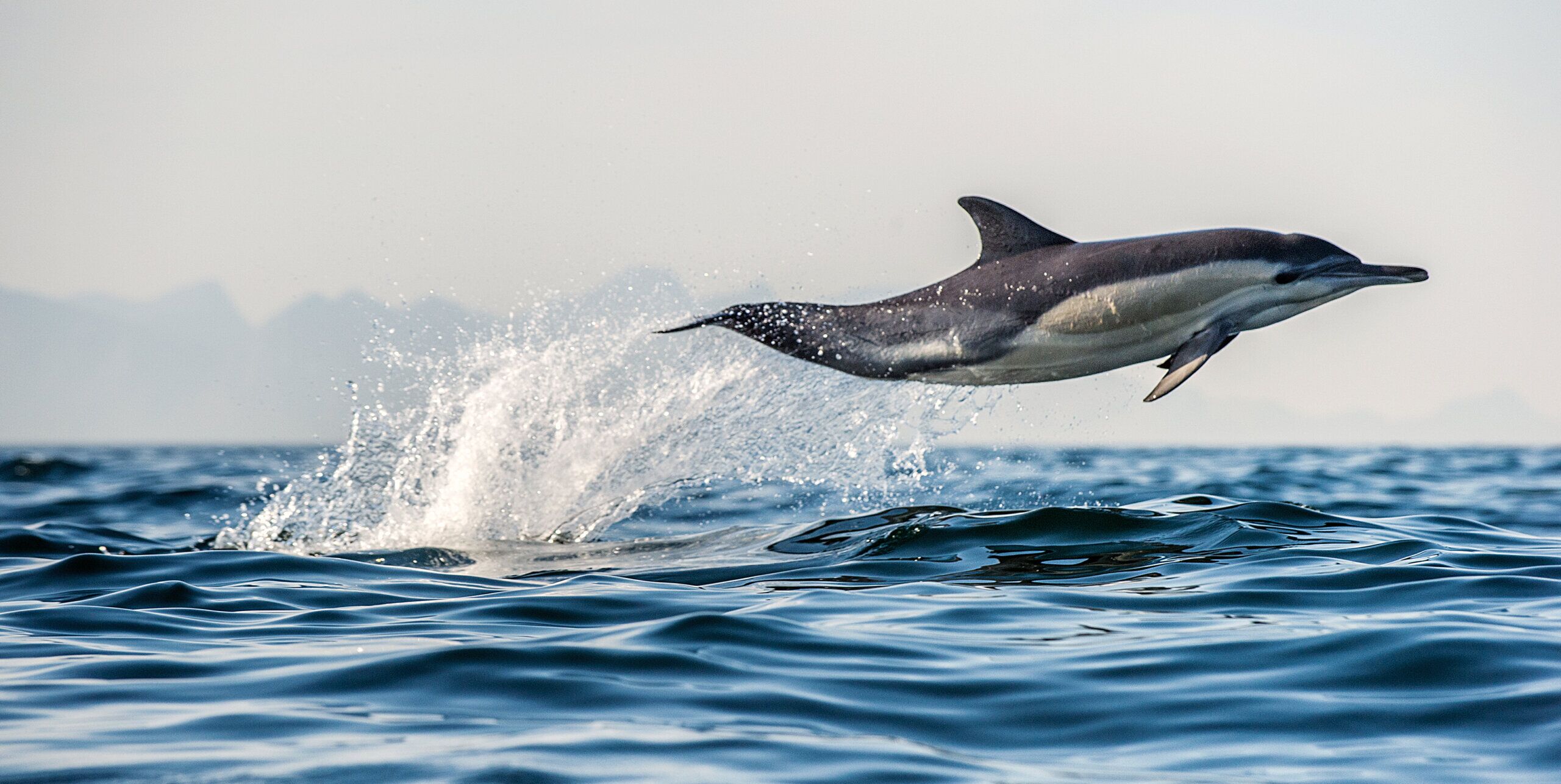 Watch Dolphins up close as you explore Tauranga's big blue backyard! - Image 4