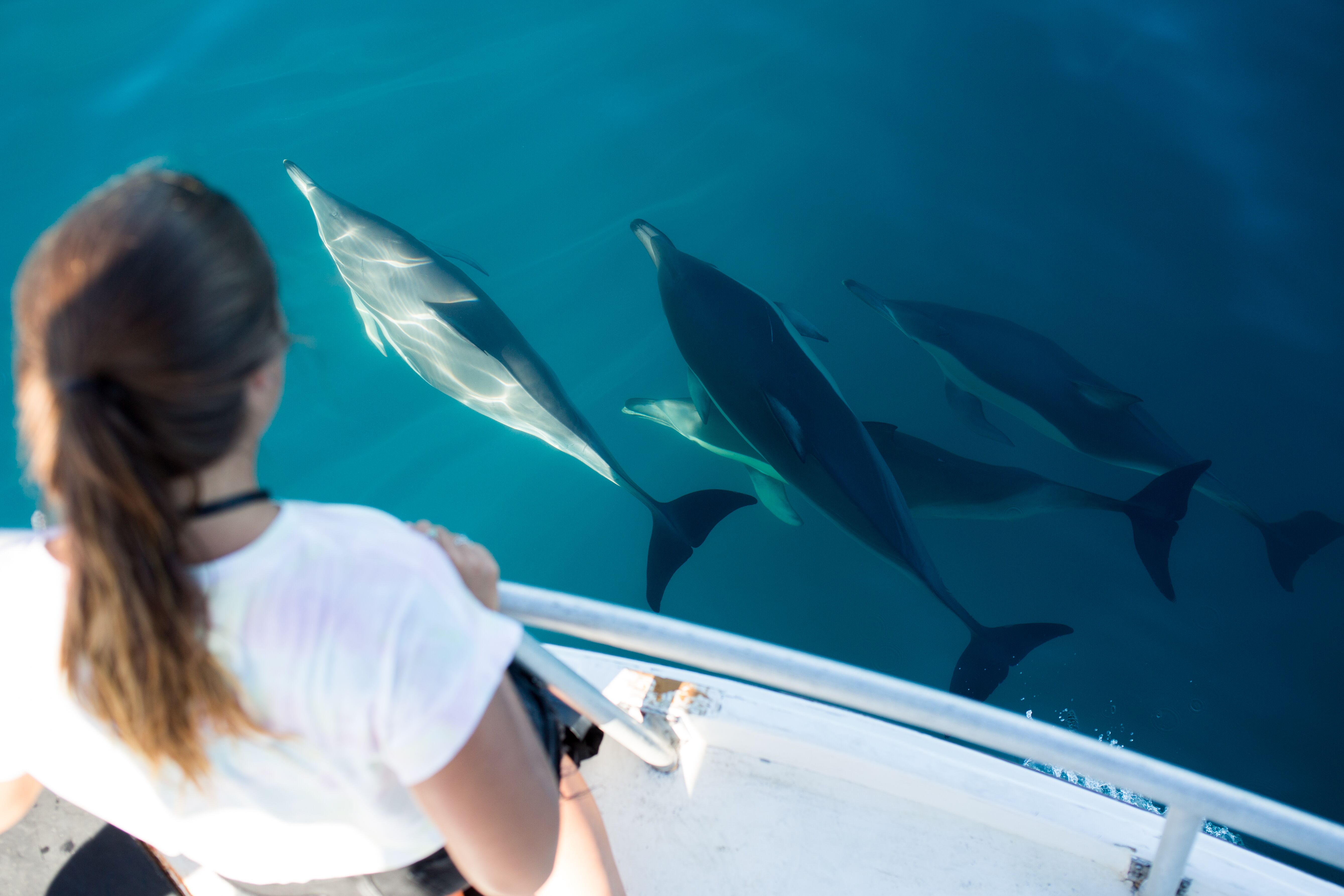 Watch Dolphins up close as you explore Tauranga's big blue backyard!