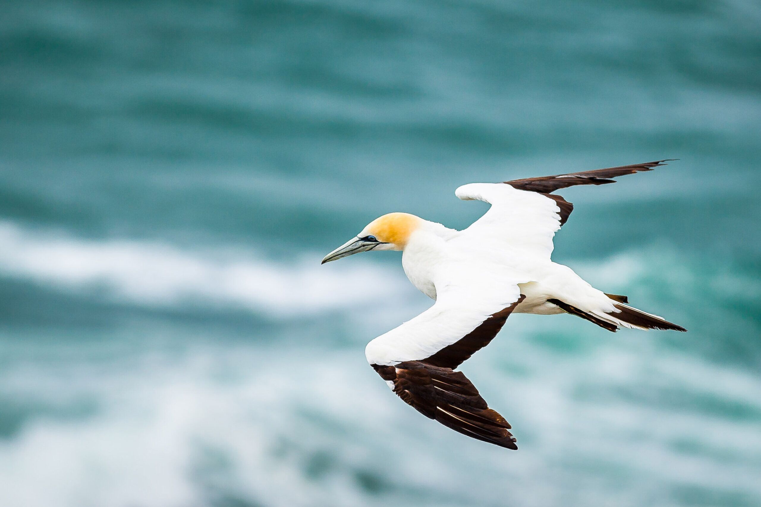 Watch Dolphins up close as you explore Tauranga's big blue backyard! - Image 3