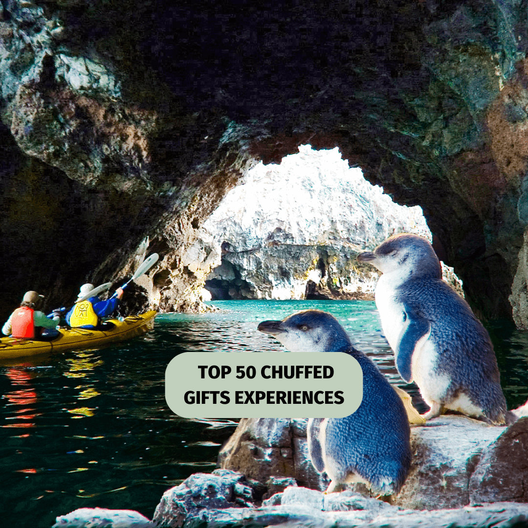 Banks Peninsula Marine reserve Sea Kayaking tour with guaranteed Seal sightings!