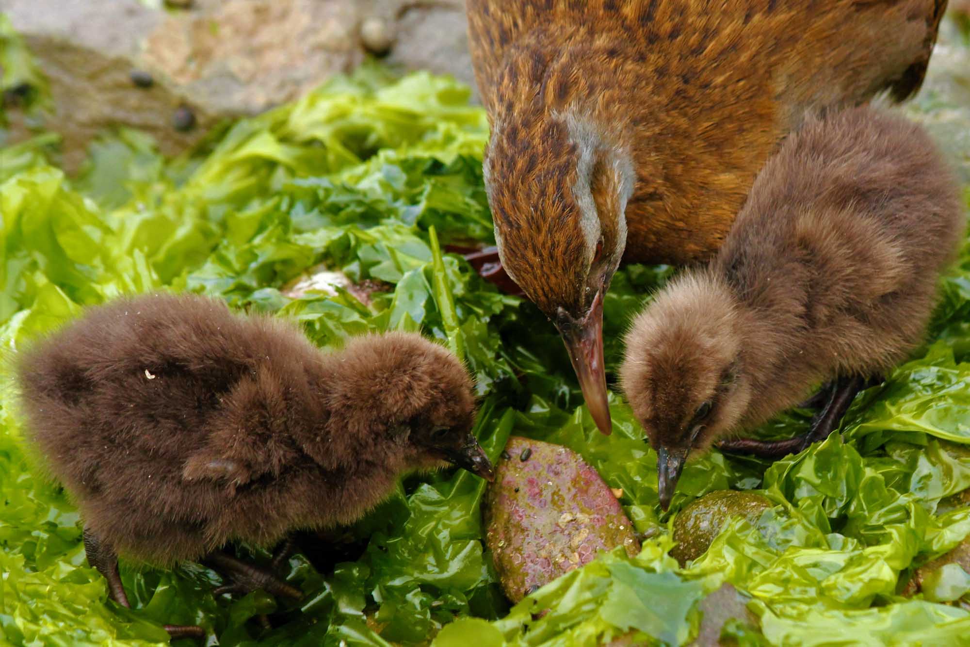 Kapiti Island Ferry Day Trip Walking Nature Tour Weka Birds bird-watching Chuffed Gifts