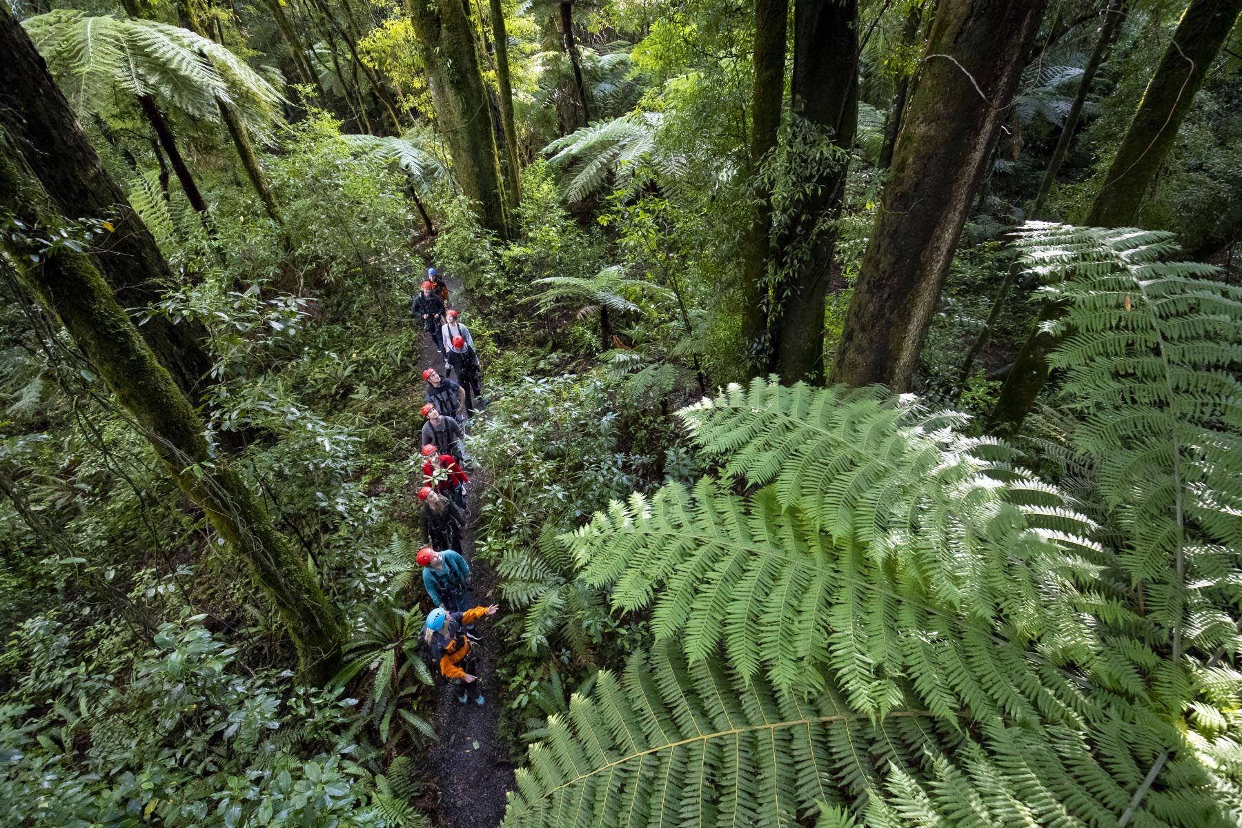 Rotorua Canopy tree adventures forest walk Chuffed Gifts