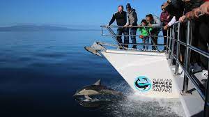 Whale & Dolphin Safari - Image 3